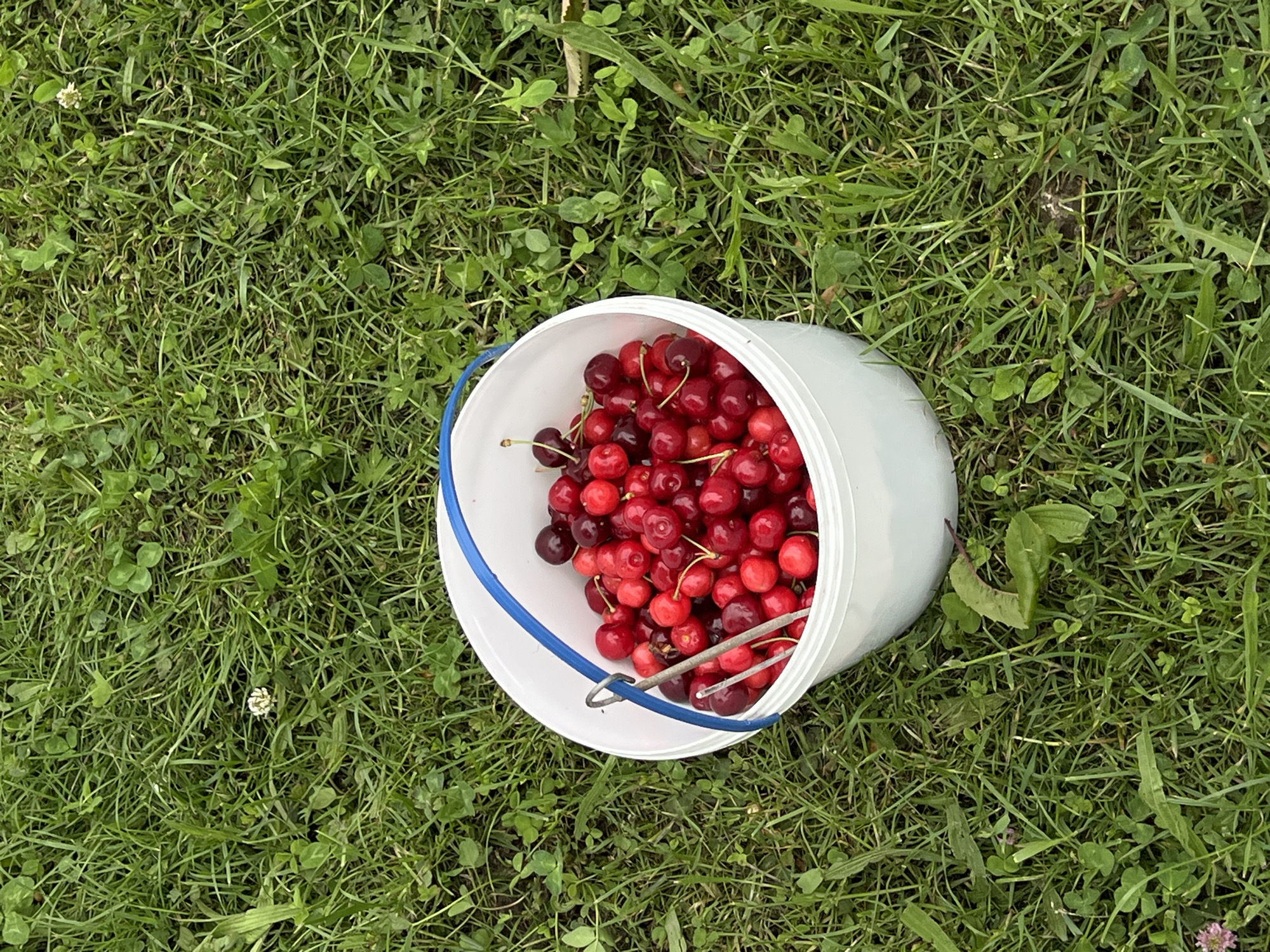 The image displays a white plastic bucket, equipped with a blue handle, situated on a patch of vibrant green grass in Mshanets, Ukraine. The bucket is filled to approximately three-quarters capacity with a collection of fresh, ripe red cherries; some cherries retain their green stems. A metal tool, resembling a cherry pitter or similar utensil, rests within the bucket, partially submerged among the fruit. The surrounding ground is covered by various types of green grass and interspersed clover, including white clover blossoms and hints of pink clover. No individuals are visible, and no direct actions or interactions are depicted, beyond the static placement of the bucket and its contents on the natural ground cover. The lighting suggests natural daylight.