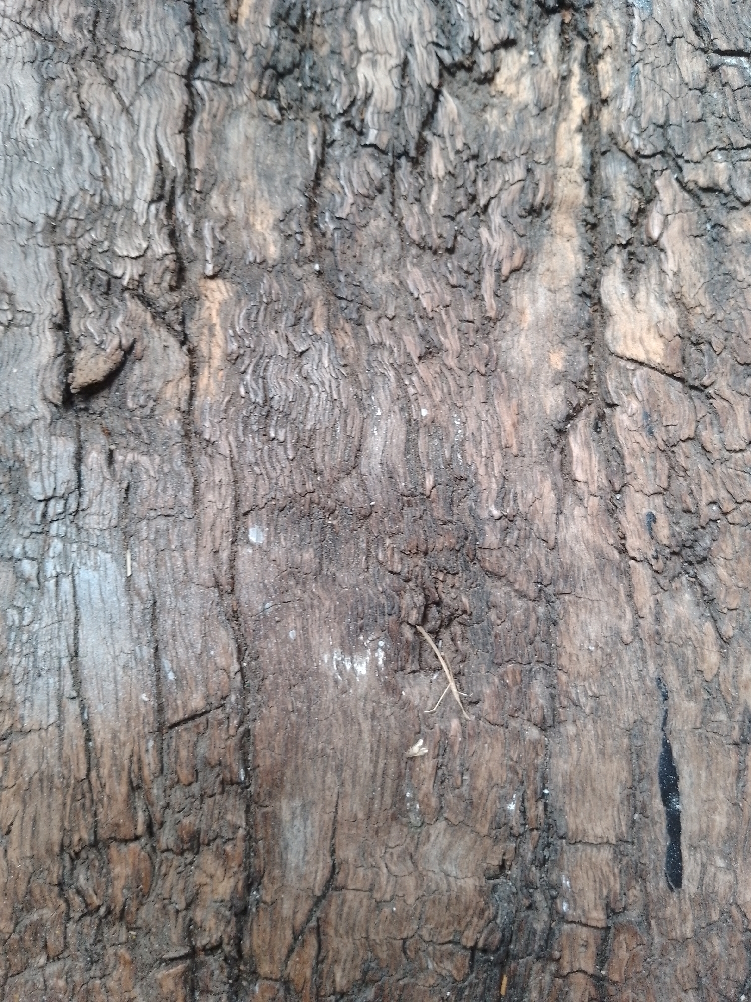 The image displays a close-up view of weathered and cracked tree bark. The texture is rough and irregular, with deep fissures and ridges running vertically and horizontally across the surface. The bark exhibits a range of brown and gray tones, with some areas appearing darker and almost black, possibly due to charring or water damage. There are also a few small white specks, which could be lichen or debris. The overall impression is one of age and natural decay. The image does not contain any people, animals, or man-made structures that would allow for specific identification of a location within Kauman, Indonesia.