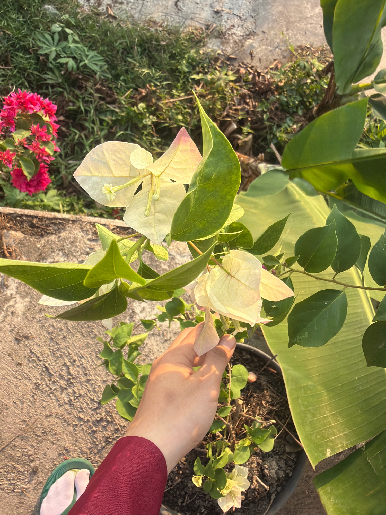 The image shows a close-up of a person's hand reaching out to touch a white bougainvillea flower. The hand is partially visible, wearing a maroon sleeve. In the background, there are more bougainvillea flowers, some pink and some white, along with lush green foliage and a large, light green banana leaf. The ground appears to be a mix of concrete and dry earth with fallen leaves. The lighting suggests it is daytime, with sunlight casting shadows. The scene is likely outdoors, in a garden or yard. The context of Balikpapan, Indonesia, suggests a tropical environment.