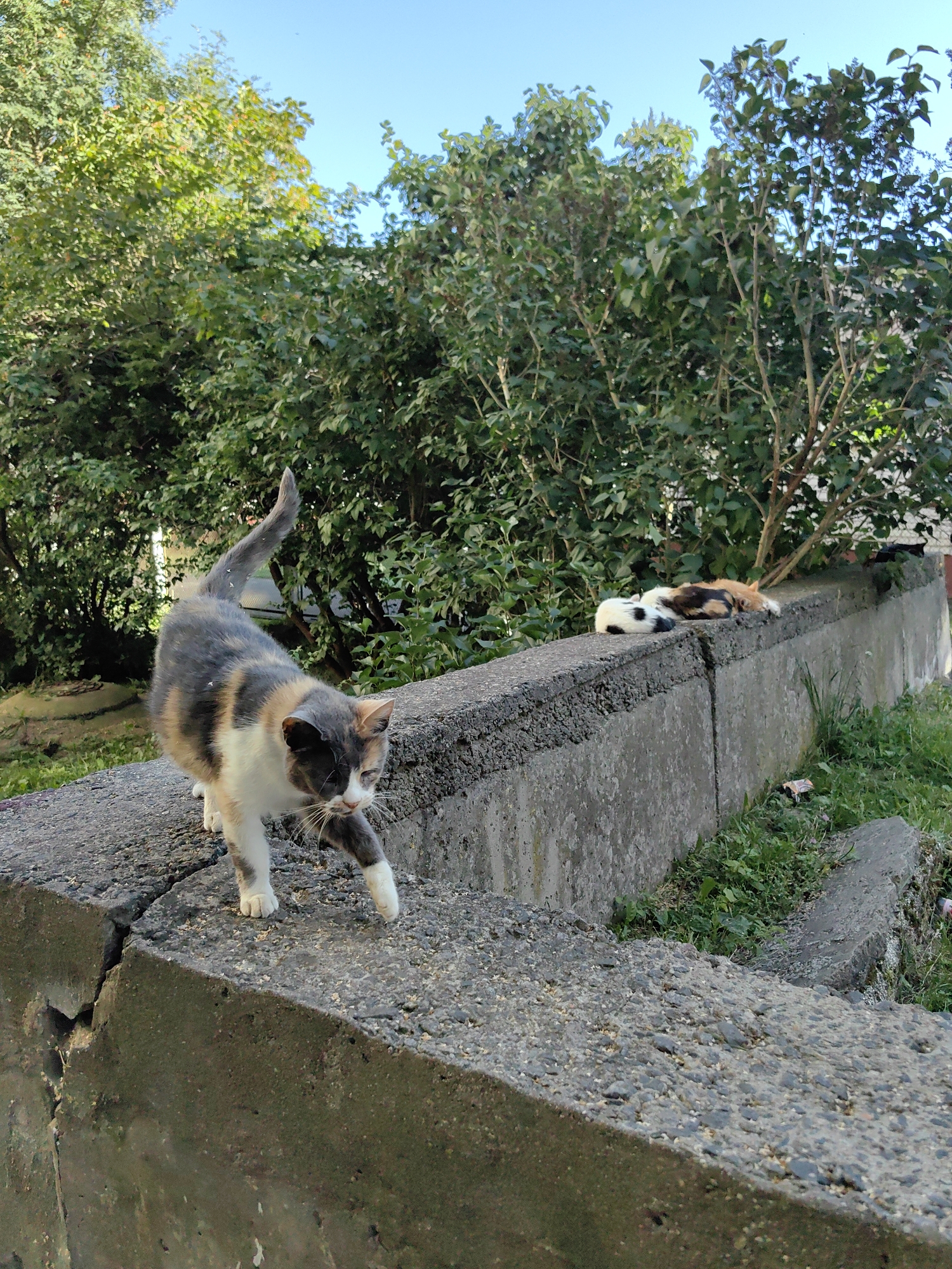 A calico cat walks on a concrete barrier in front of lush green trees under a clear blue sky. In the background, three kittens are sleeping on the same barrier. The scene is outdoors in a natural setting.