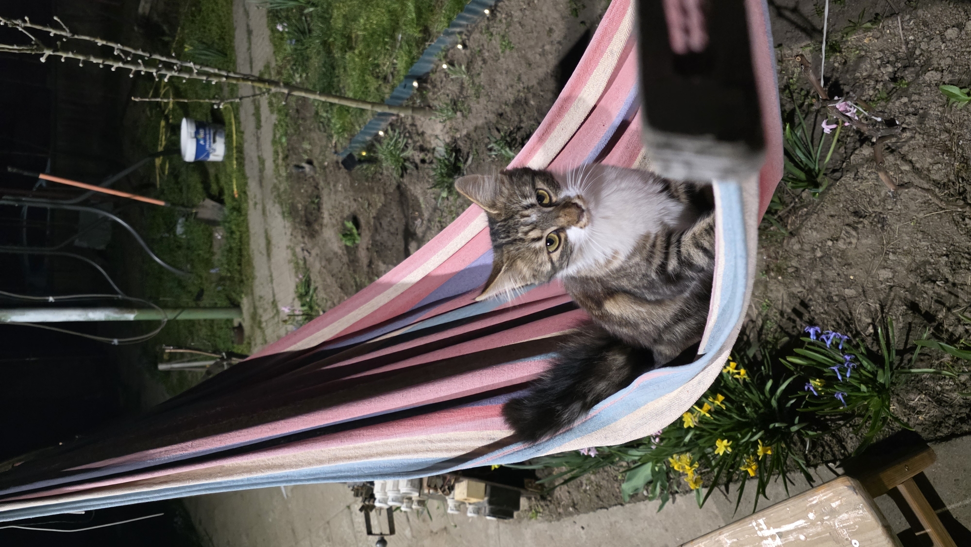 The image displays an outdoor nocturnal scene within a garden or backyard setting in Unknown, Unknown. The central subject is a domestic cat, exhibiting tabby markings of brown, black, and grey on its body, with a prominent white chest, belly, and muzzle. Its yellow-green eyes are open and directed towards the viewer. The cat is positioned upright within a fabric hammock, which is horizontally striped in shades of pink, red, blue, beige, and white. Its dark, fluffy tail is visible within the hammock's fabric. The ground immediately surrounding the hammock consists of dark, disturbed soil, interspersed with green foliage. To the lower left, clusters of blooming yellow flowers and smaller purple-blue flowers are visible. Partially obscured on the far lower left is a wooden bench or stool leg. The background features a paved or concrete path, alongside which are stacked white cylindrical objects. Further back, a vertical green-painted metal pole, potentially a support structure, stands near a shovel with an orange handle inserted into the ground. A white plastic bucket with a blue element on its lid is positioned nearby. To the right, a young, bare-branched sapling is visible, and small illuminated ground lights delineate an edge. The entire scene is illuminated by an apparent artificial light source, casting shadows and highlighting the immediate foreground.