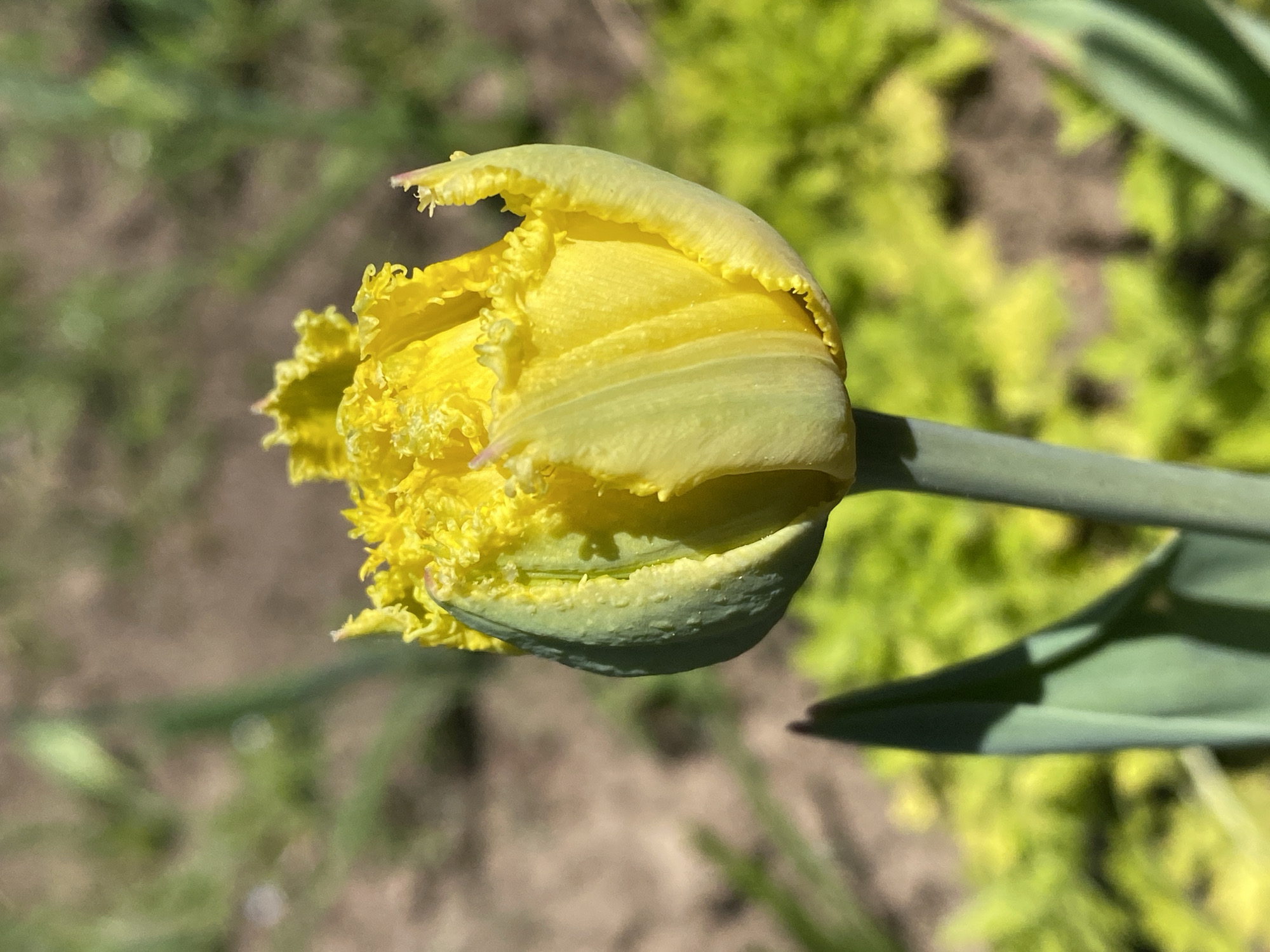 The image features a single, close-up shot of a yellow, unopened tulip flower. The flower is mostly yellow, with some green hints around the base. The petals have a ruffled, almost fringed texture. The flower is attached to a green stem that extends to the right of the frame. The background is blurred, showing hints of green and brown, possibly indicating foliage and soil. The flower is likely located in Прикамский, Russia, but the location does not overtly affect the appearance of the subject matter. There are no people, subjects or interactions present. The environment appears to be a garden or natural setting.