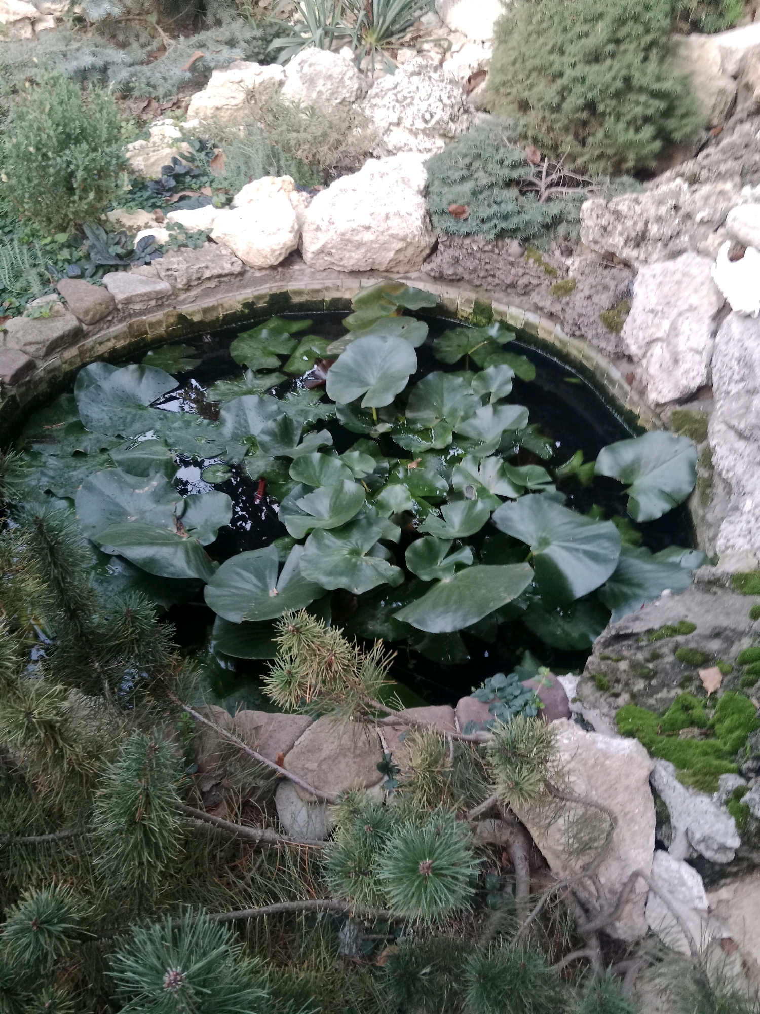 The image depicts a small, circular pond in an outdoor setting, likely a garden, featuring lily pads floating on the dark water. The pond is surrounded by rocks and greenery, including pine branches in the foreground and various other plants and moss-covered rocks in the background. The scene is shot from a high angle, looking down into the pond and its surroundings. There are no people visible in the image. The setting appears to be a tranquil, naturalistic garden, possibly located in or near Bălăbănești, Moldova, given the context provided.