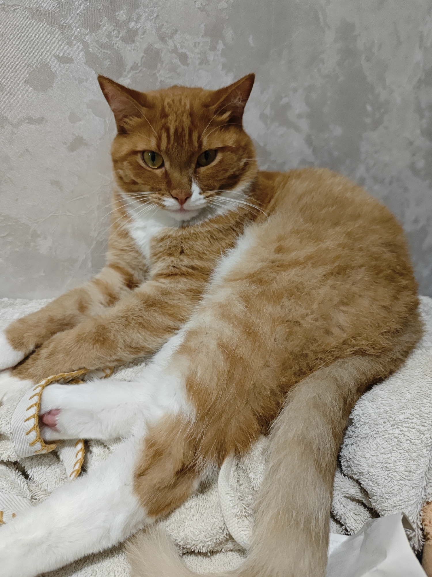 A ginger and white cat is lying on a textured light-colored blanket, likely a towel, in front of a textured gray wall. The cat is in a relaxed pose, with its front paws crossed. The cat has green eyes, white whiskers, and a white chest and belly. Its fur is striped with darker orange markings. A yellow rope is loosely wrapped around one of its paws. The background wall appears to have a mottled texture. There is no indication of the city of Боровский, Russia in the image.