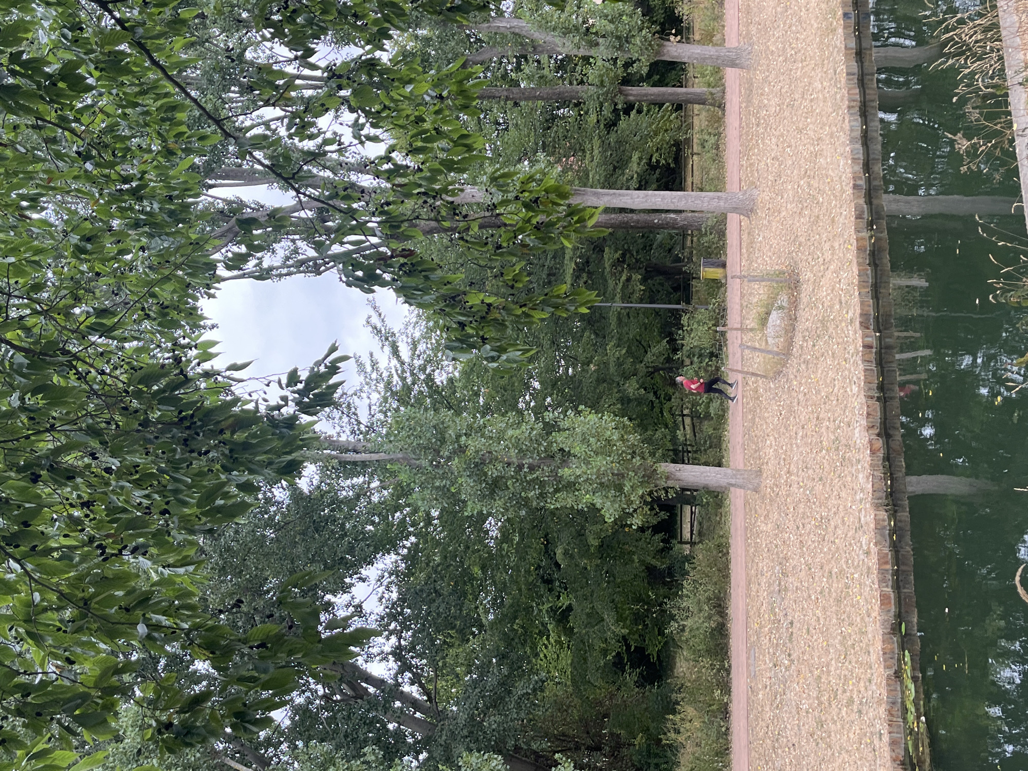 The image depicts a scene along a canal in Aulnay-sous-Bois, France. In the foreground, dark green water reflects the sky and the trees lining the canal. The canal's edge is defined by a low wall constructed of reddish-brown logs. Beyond the wall, a strip of ground covered in dry, light brown leaves is visible, leading to a paved pathway. A lone person, wearing a red shirt and black pants, is jogging on the pathway from left to right. The pathway is bordered by trees with light-colored trunks and green foliage, some of which overhang the scene. In the background, dense green trees and vegetation create a natural backdrop. A yellow trash bin and a wooden fence are also present along the pathway. The sky is overcast with a muted grey hue. The overall impression is one of a serene, outdoor recreational area.