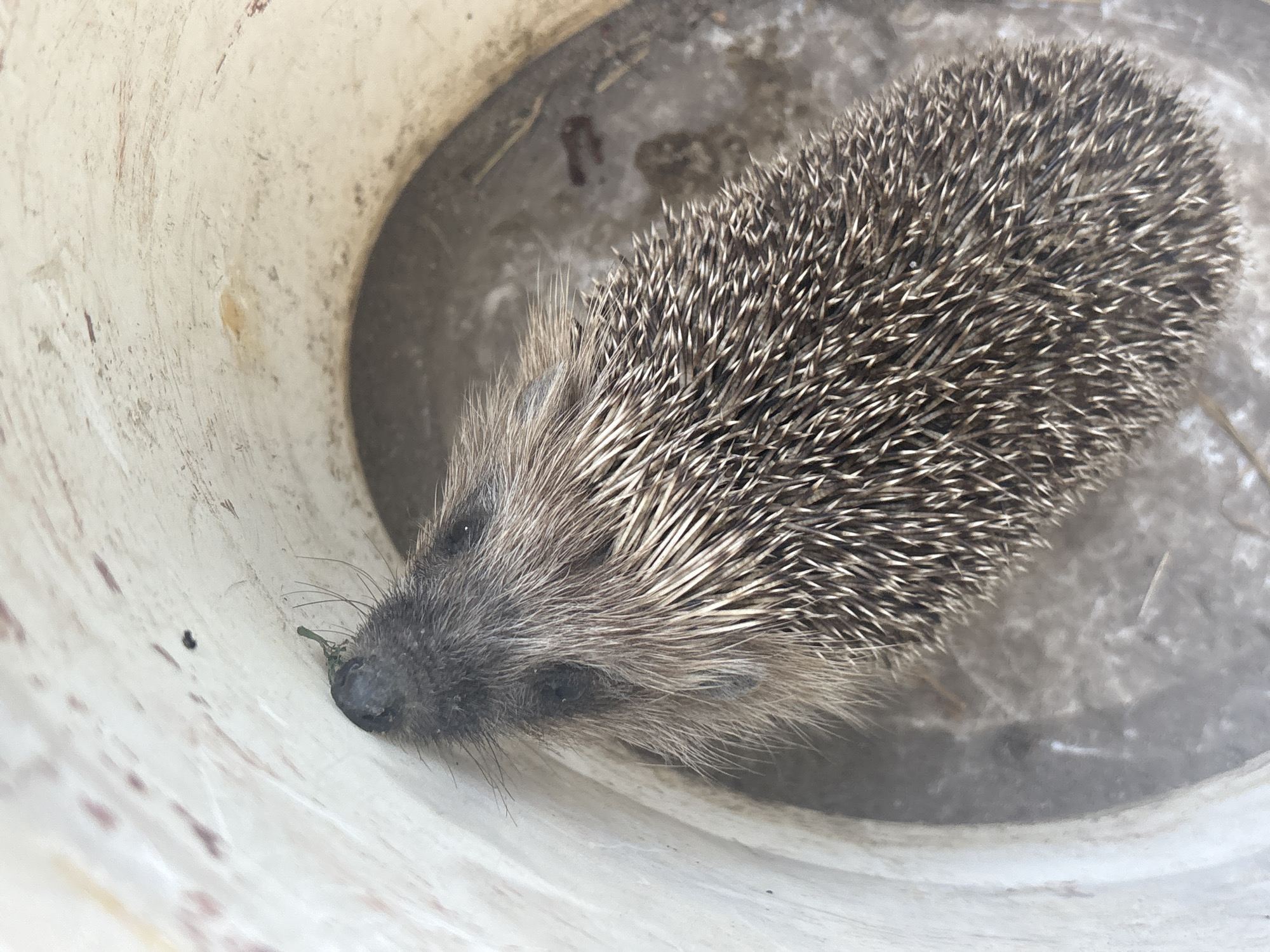 This is a close-up, overhead shot of a hedgehog inside a light-colored, cylindrical container. The hedgehog is positioned head-first into the opening of the container, with its spiny back and part of its head visible. The hedgehog's nose is dark and appears to have a small green leaf or stem attached. The interior of the container is textured and appears to be made of a hard material. The ground visible outside the container is grey and slightly uneven, with some small debris. The lighting suggests it is daytime. The location is Cheshnegirovo, Bulgaria.