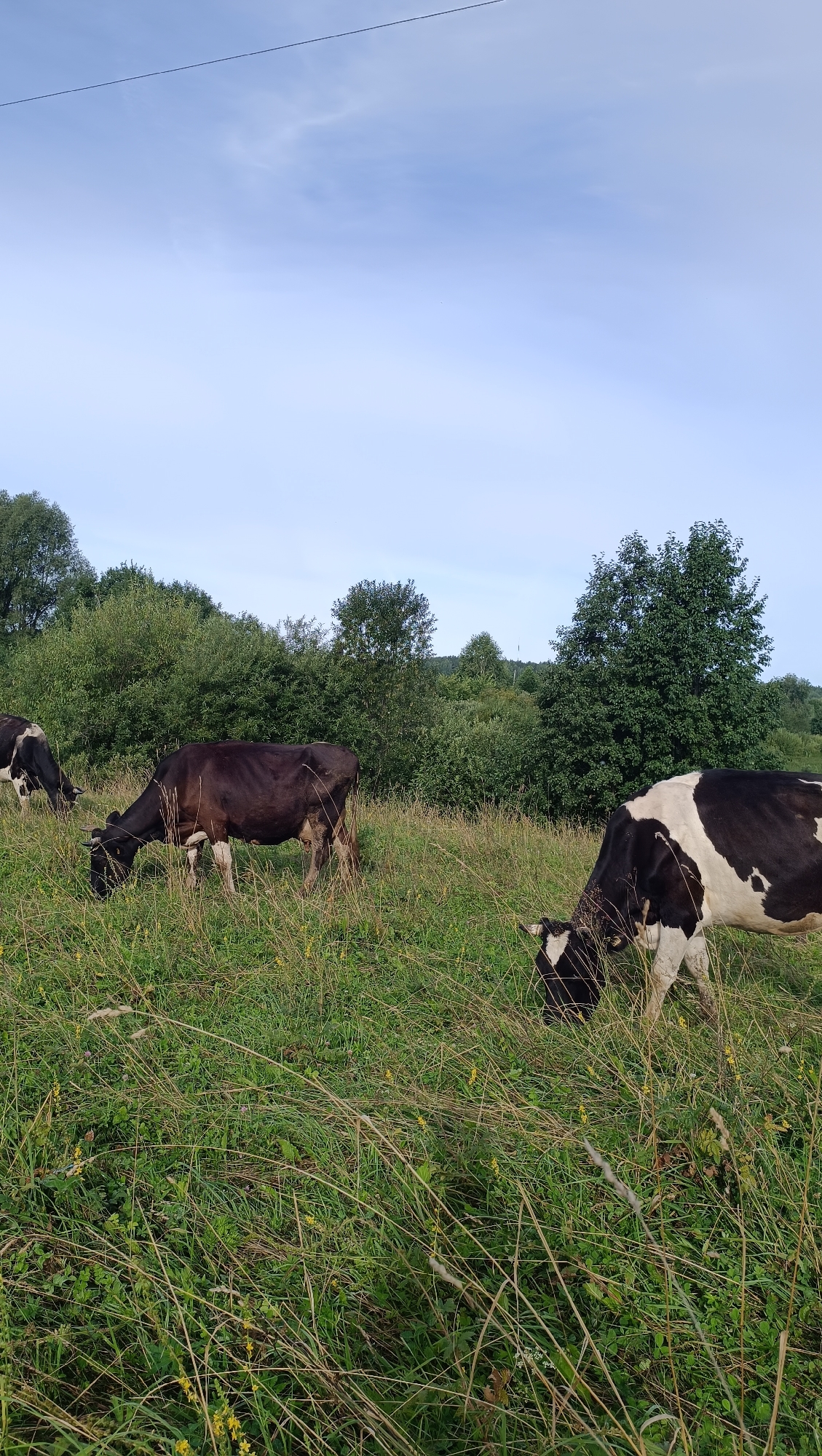 In a rural setting, likely on the outskirts of Karsha, Russia, three cows graze in a grassy field under a pale blue sky. The field is covered in lush green grass with scattered yellow wildflowers. A thin wire stretches across the upper portion of the image. In the foreground, two cows are clearly visible. One is predominantly brown with white markings on its legs and chest, and it is actively grazing. To its right, a black and white Holstein cow is also grazing. A third cow, mostly black with white markings, is partially visible on the far left edge of the frame. The background features a dense line of green trees and bushes, suggesting a wooded area or a forest edge. The overall scene depicts a tranquil pastoral landscape.