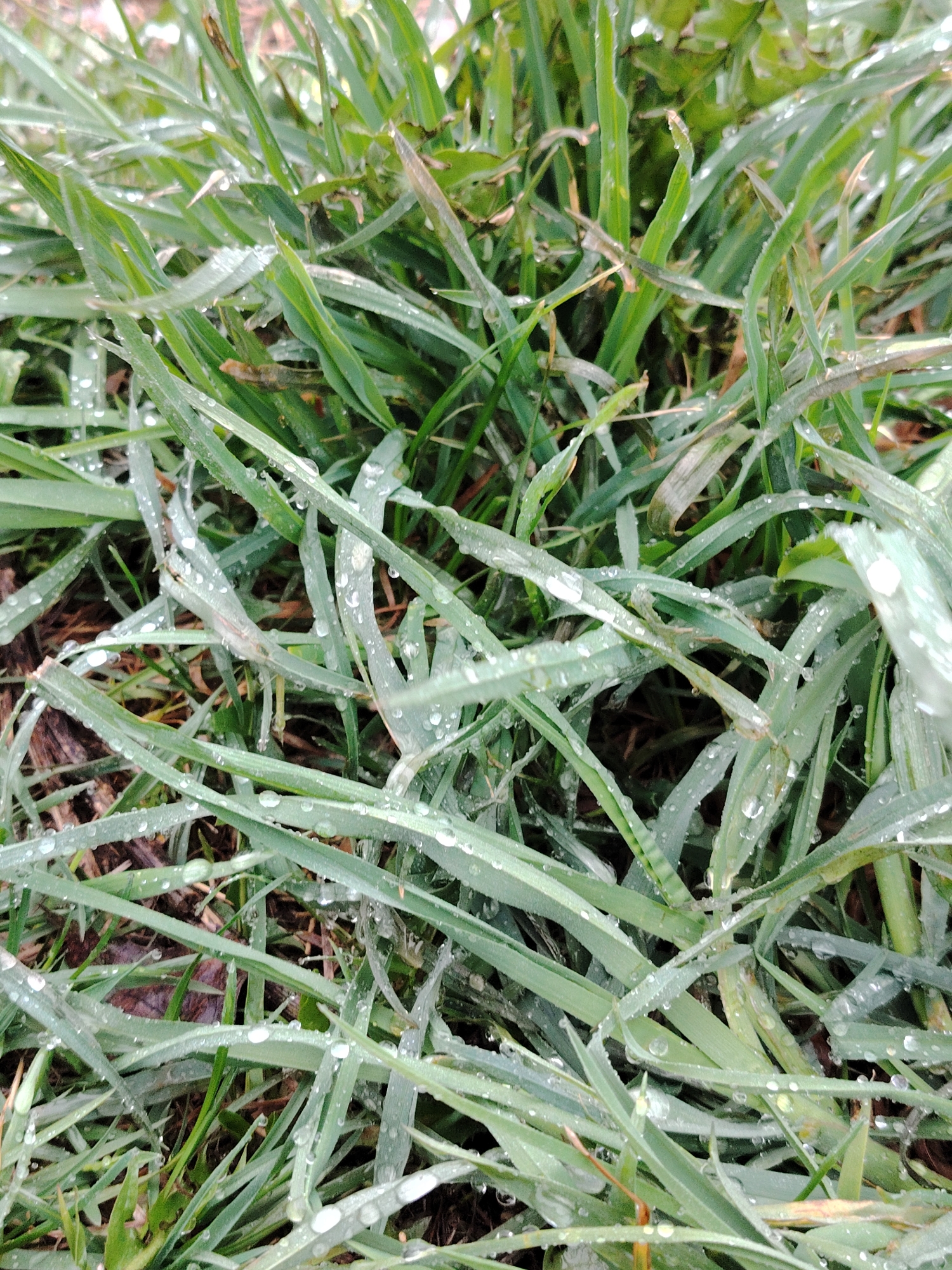 This close-up, eye-level shot captures a dense patch of green grass, likely in an outdoor setting such as a lawn or field in Марковский, Russia. The primary subjects are the numerous individual blades of grass, which vary in shade from vibrant green to lighter green and yellowish-green.
The most notable detail is the abundant presence of clear water droplets clinging to the surface of nearly every grass blade. These droplets glisten, suggesting either morning dew or recent rainfall, indicating a moist and fresh atmosphere. The blades are intertwined, creating a natural, somewhat unkempt texture. The background is softly out of focus, emphasizing the dewy foreground. There is no specific activity or event taking place, and no people, animals, or man-made objects are visible. The image conveys a sense of natural freshness and moisture. No text is visible in the media file.