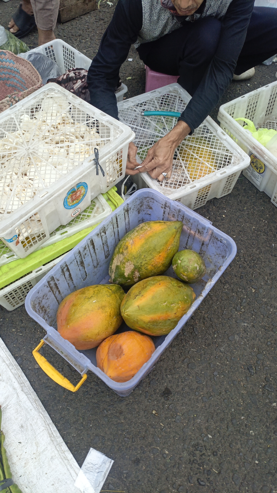 In Salatiga, Indonesia, a person is crouched down by a market stall, arranging produce. Several white plastic crates are stacked and filled with what appear to be pale, sliced vegetables or fruits. A person's hands are visible, reaching into one of the crates. In the foreground, a blue plastic basket holds several papayas of varying ripeness, ranging from green to orange. The ground is paved with dark asphalt, indicating an outdoor setting, likely a street market.