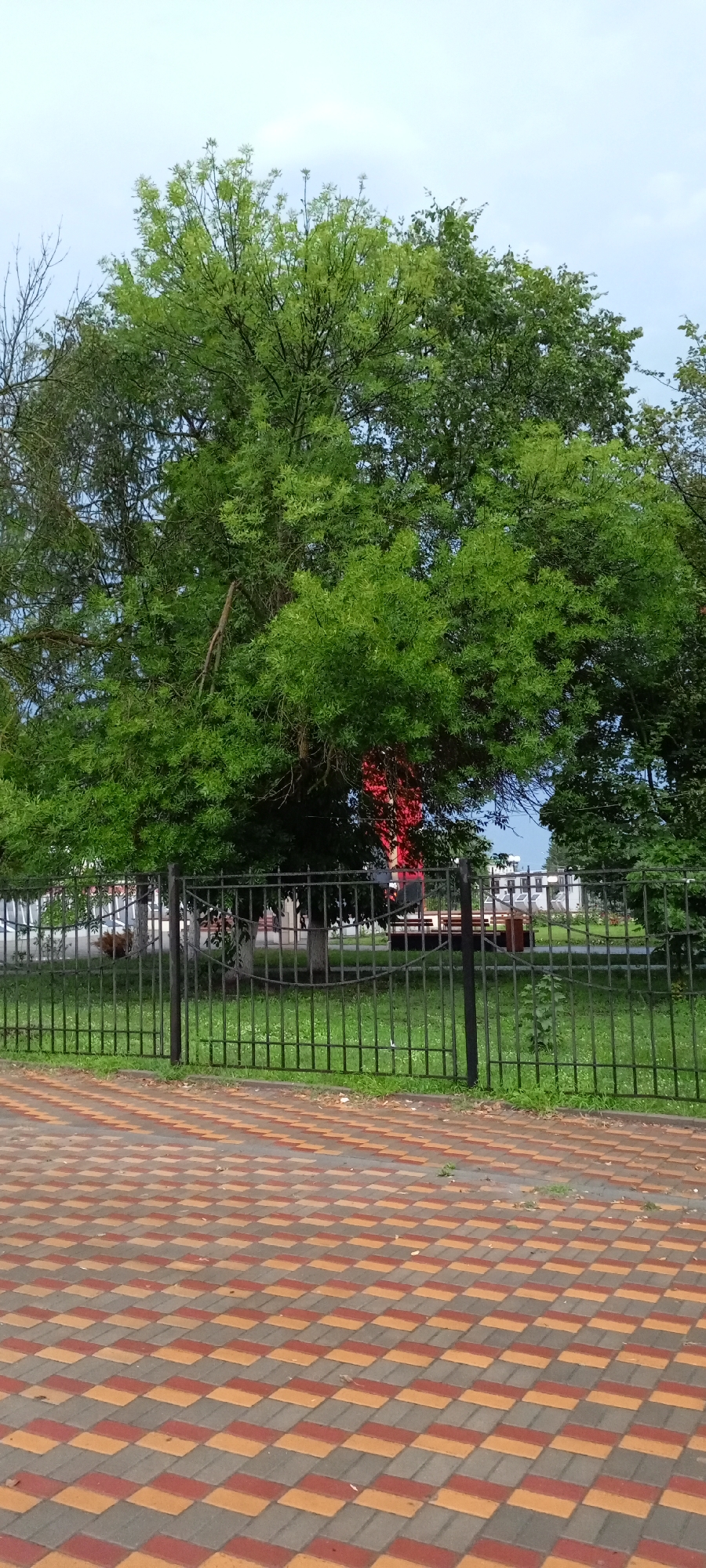 The image shows a view through a black metal fence, across a green lawn, towards a large, leafy green tree. In the foreground, there is a paved walkway with a pattern of red, yellow, and gray interlocking pavers. Behind the fence, on the lawn, there is a red structure, possibly a monument or artwork, partially obscured by the tree. Beyond the tree, there are glimpses of buildings and what appears to be a park bench. The sky above is overcast. The scene is consistent with a public park or square within the city of Kirsanov, Russia, likely during the daytime. There are no visible people in the image.