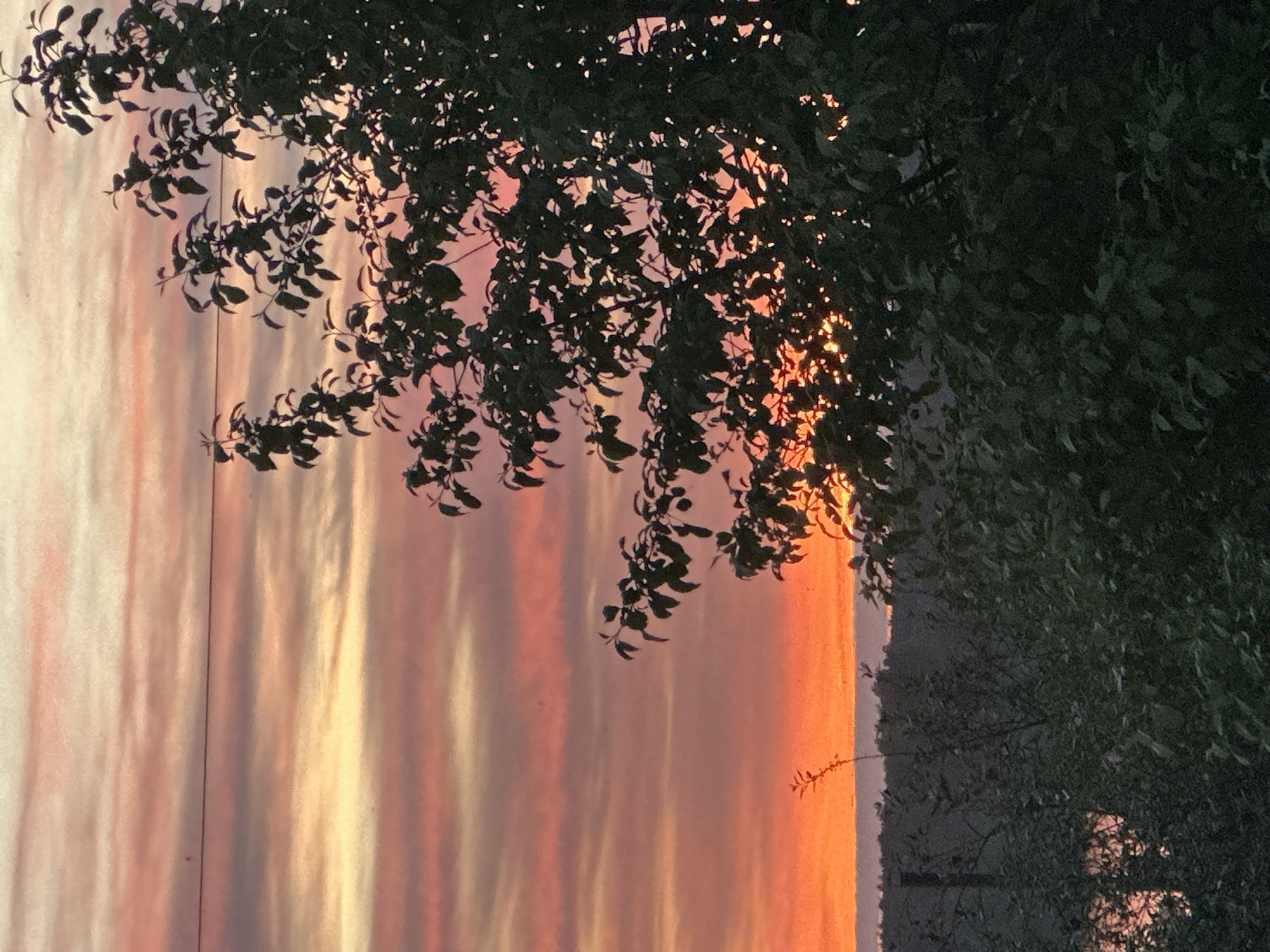 The image shows foliage in the foreground, partially obscuring a building facade illuminated by a sunset. The building's color shifts from pale pink to deep orange as the light intensifies towards the right of the frame. Vertical lines are visible on the building's surface, possibly indicating architectural features or shadows. The foliage consists of dark green leaves, with a few spots of sunlight piercing through. The specific location within Chaikovsky, Russia, cannot be determined from the image alone. There are no people visible in the photograph.