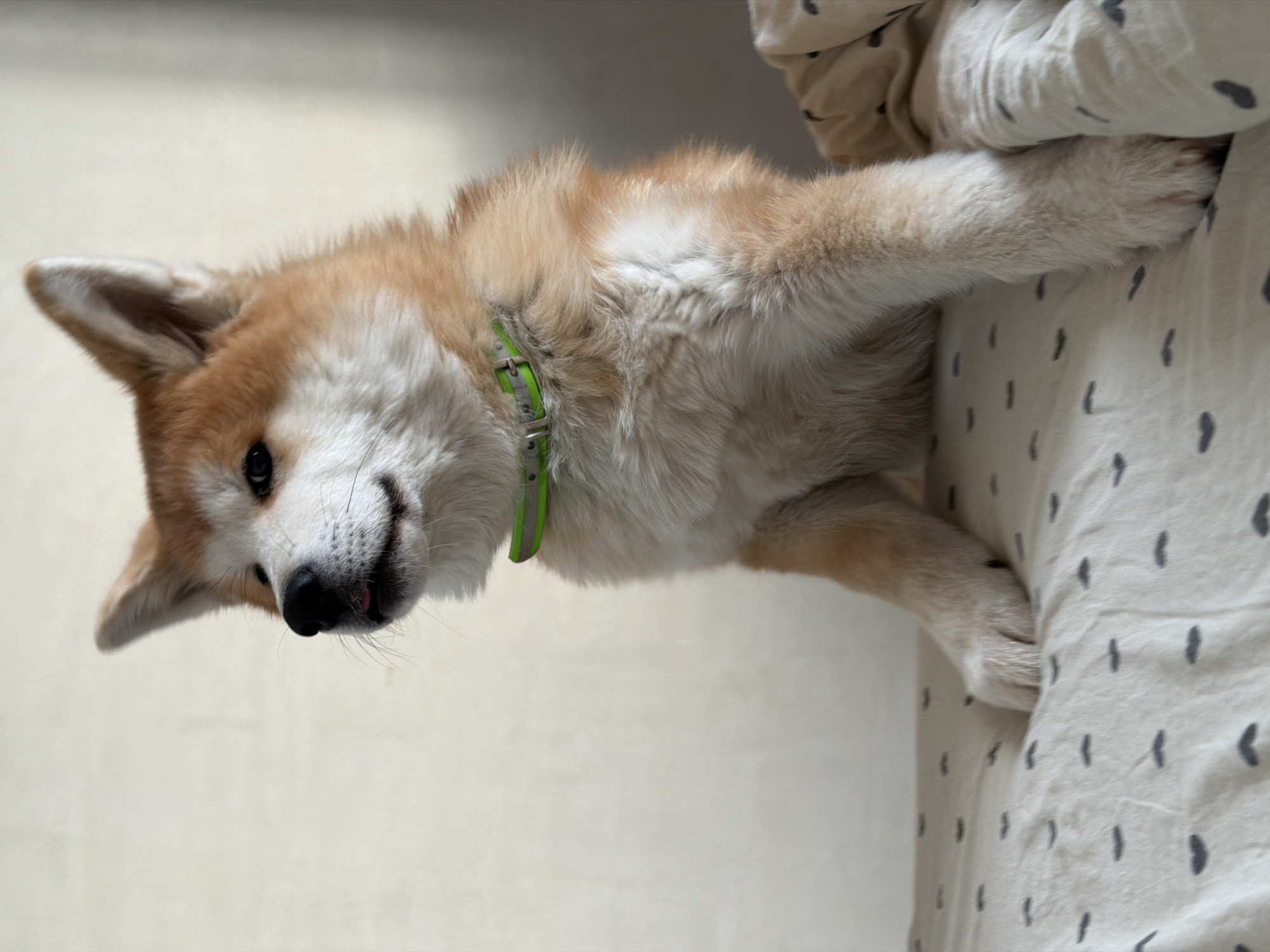 A sideways-oriented, medium-shot photograph features an Akita dog wearing a lime-green collar, positioned on a surface covered by a white bedsheet patterned with dark-grey comma-shaped designs. The dog’s head, tilted downward to the left, presents a view of its white and orange fur, a black nose, and a small portion of its tongue. Two of its paws, predominantly white, rest on the bedsheet; the third one is just visible. The background is a plain, light-beige or white wall.