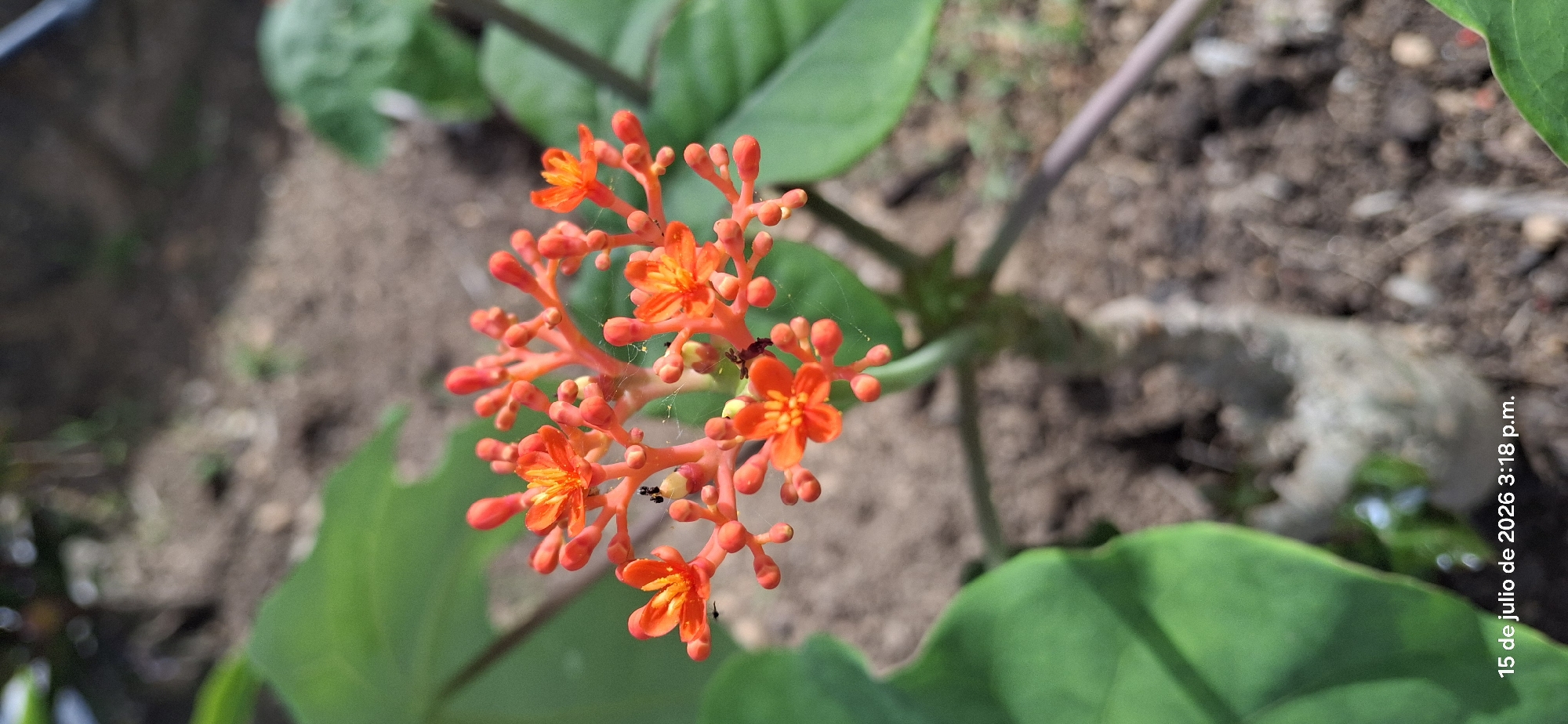 In Vallecito, Venezuela, a close-up shot focuses on a cluster of vibrant orange flowers with five petals each, growing on a branching red stem. Several small, dark insects are visible on the flowers and stems, some appearing to be ants. Delicate strands of spiderwebs are also present. The flowers are surrounded by large, green leaves and set against a background of dark soil with scattered pebbles and some blurred green foliage. The bottom left corner of the image displays a date and time stamp: "15 de julio de 2026 3:18 p.m."