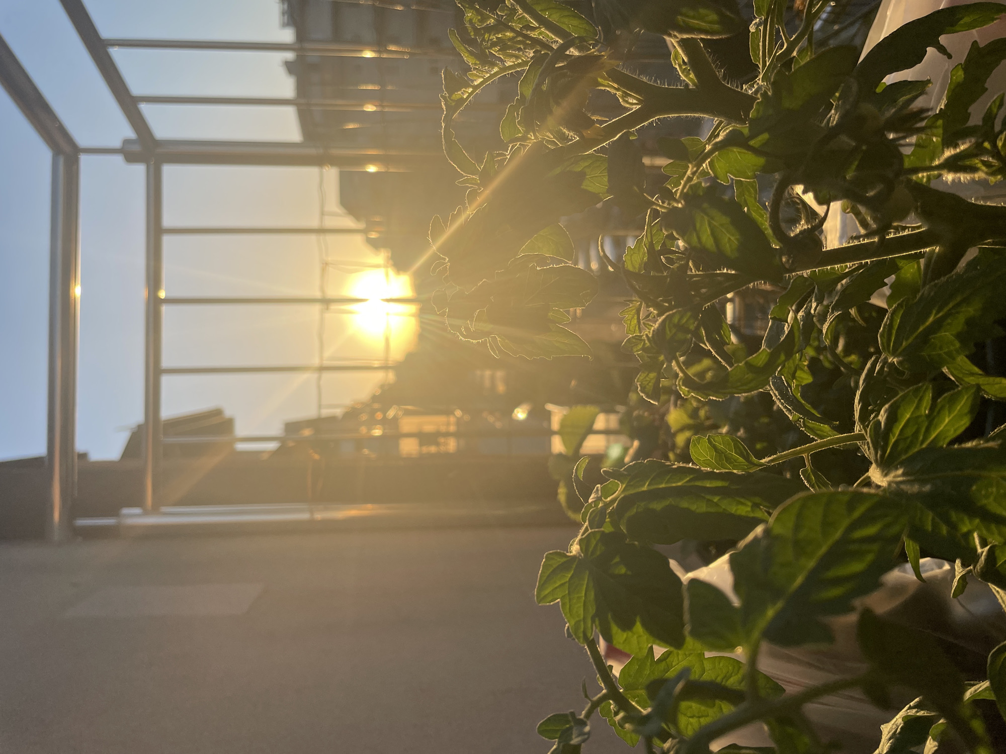 A close-up shot shows a plant with green leaves in the foreground. The background features a window frame with panes of glass, and the sun is shining brightly through the window. The location is unknown, but appears to be indoors.
