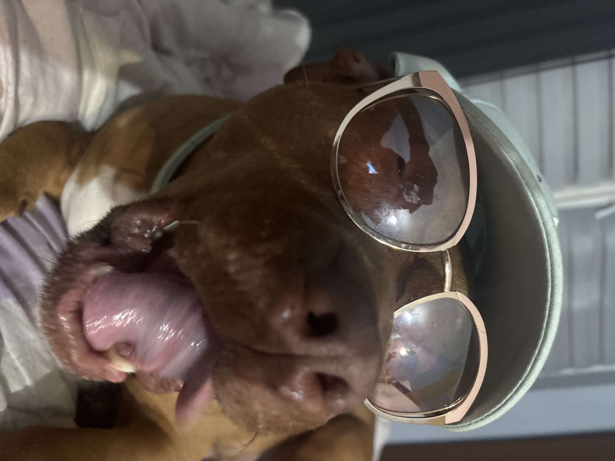 A close-up, low-angle shot depicts a brown dog wearing sunglasses and a light green cap, with its tongue protruding from its mouth. The dog appears to be lying on patterned bedding. In the blurred background, a wire cage is visible. The location is not discernible from the provided image.