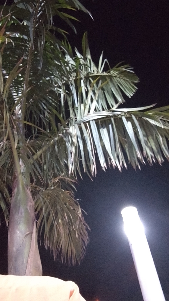 A palm tree stands against a dark, night sky, illuminated by a bright, cylindrical light source. The tree's trunk is visible on the left, with its fronds extending towards the right and slightly downward. The leaves are detailed, showing their individual segments. The light creates stark shadows and highlights on the tree's foliage. The background is mostly black, emphasizing the contrast between the tree and the light source. A part of a beige object is visible at the bottom.
