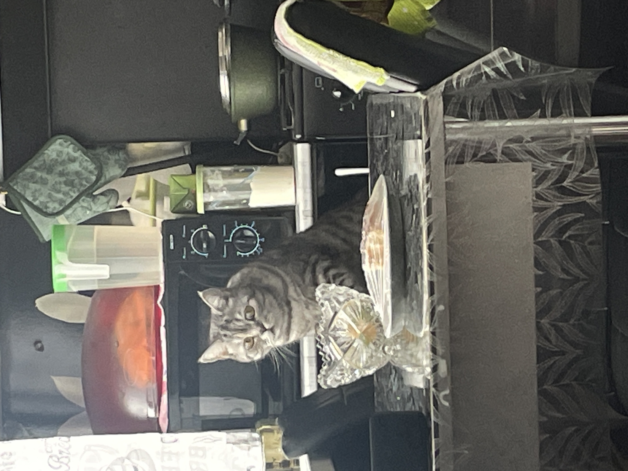 The scene portrays an indoor domestic environment, specifically a kitchen or dining area, located in the city of Chaikovsky, Russia. No human individuals are visible.
A grey tabby cat with dark stripes is seated upright on a dark, reflective table in the central foreground, looking directly towards the viewer with an alert expression. Immediately in front of the cat, on the table, is a white, oval-shaped plate holding several slices of pale-colored food. To the cat's left, a clear, faceted glass or crystal bowl rests on the table. The table is partially covered by a transparent plastic tablecloth featuring a light leaf pattern. A dark chair is positioned behind the cat on the left, and another dark chair on the right has a yellow and white striped towel draped over its backrest. A metallic, cylindrical table leg is visible on the lower right.
In the background, a kitchen counter holds various items. A black microwave oven with illuminated blue controls is centered behind the cat. Above the microwave, a reddish-orange dome-shaped food cover encloses orange-colored food items on a shelf. To the right of the microwave, a tall, clear plastic container with a green lid holds a white powdery substance, next to a smaller green box. A larger, clear plastic container with a green lid and liquid content is also visible on the shelf above the microwave. A green patterned oven mitt hangs on a dark wall in the upper right. Further right, a black stovetop or oven unit is present, topped by a dark green pot with a lid. A light-colored curtain with textual patterns is visible on the far left. The wall behind the counter is dark, with a lower section featuring a grey leaf-patterned design.