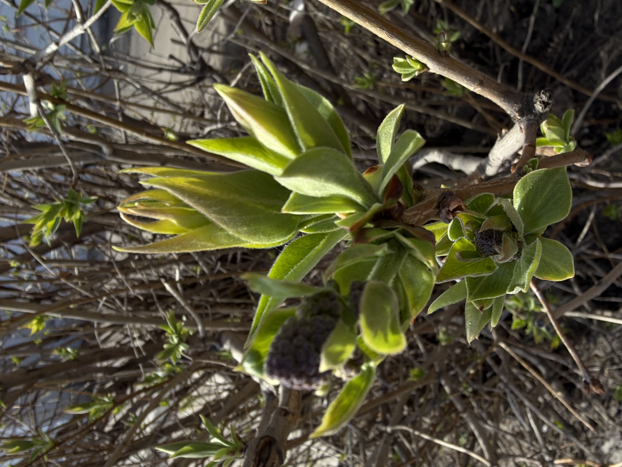 The image shows a close-up of a budding plant with green leaves and a purplish flower cluster. The plant appears to be a bush or shrub, with a network of brown branches in the background. New leaves are sprouting from the branches. The location is not apparent from the image alone. There is no indication of Khimki, Russia or people or interactions.
