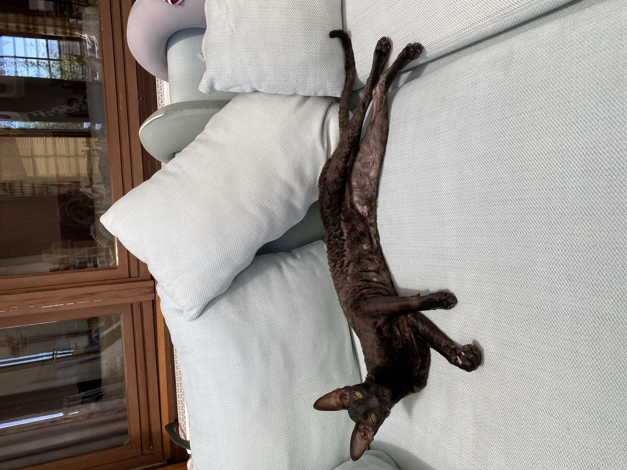 A dark brown, curly-haired cat is lying on a light blue sofa with its body stretched out. The cat has large ears and yellow eyes. The sofa has several light blue pillows on it. Behind the sofa, there is a wooden window frame with glass panes reflecting the outdoors. The scene is indoors. The exact location in Flammersfeld, Germany cannot be determined from the image.