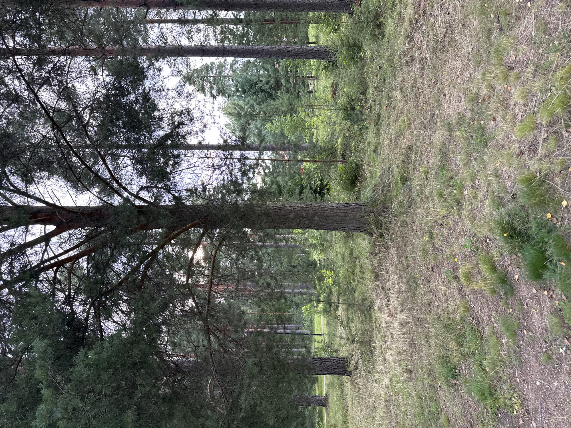 The image shows a dense forest with tall pine trees and an undergrowth of smaller trees and grasses. The ground is covered with dry leaves, pine needles, and patches of green grass. The lighting suggests it is either early morning or late afternoon, with soft light filtering through the tree canopy. There are no people or animals visible in the image. The scene is located in the city of Vammala, Finland.