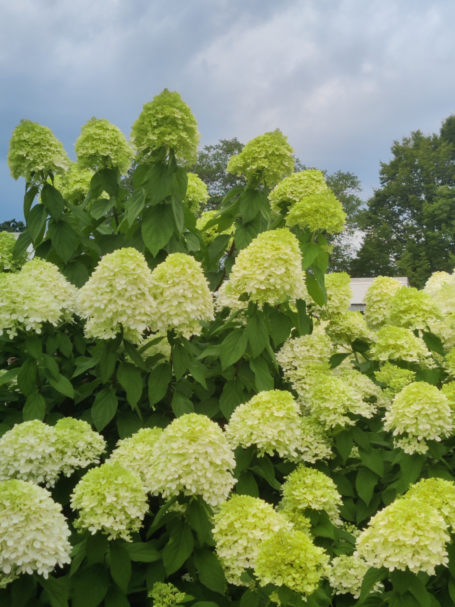 An outdoor vertical shot showcases a dense cluster of light green hydrangeas against a cloudy sky. The flowers are in full bloom, with their conical-shaped clusters dominating the frame. Lush green leaves form a backdrop for the blossoms. In the upper right corner of the image, the tops of dark green trees are visible, suggesting a natural or garden setting. The sky is overcast with a mix of grey and white clouds. The image does not contain any people, animals, or discernible man-made structures other than potentially a hint of a building behind the foliage in the cropped images. The location is identified as Winterswijk, Netherlands.
