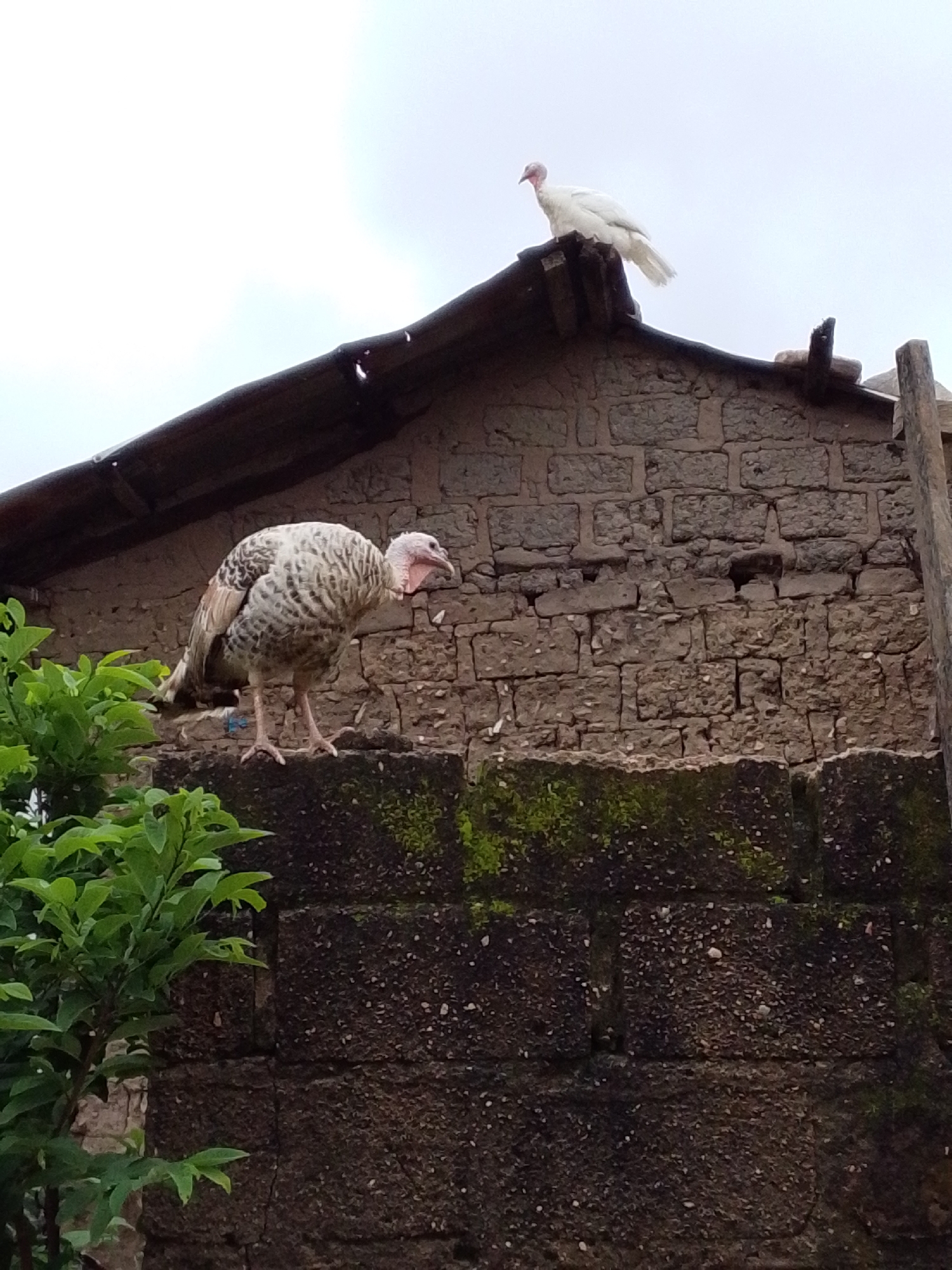 Two turkeys are visible in the image, one perched on the rooftop of a brick building and the other standing on a lower wall. The building appears to be constructed of roughly cut stone blocks. Green foliage is present in the foreground. The sky is overcast. The location is Serti, Nigeria.