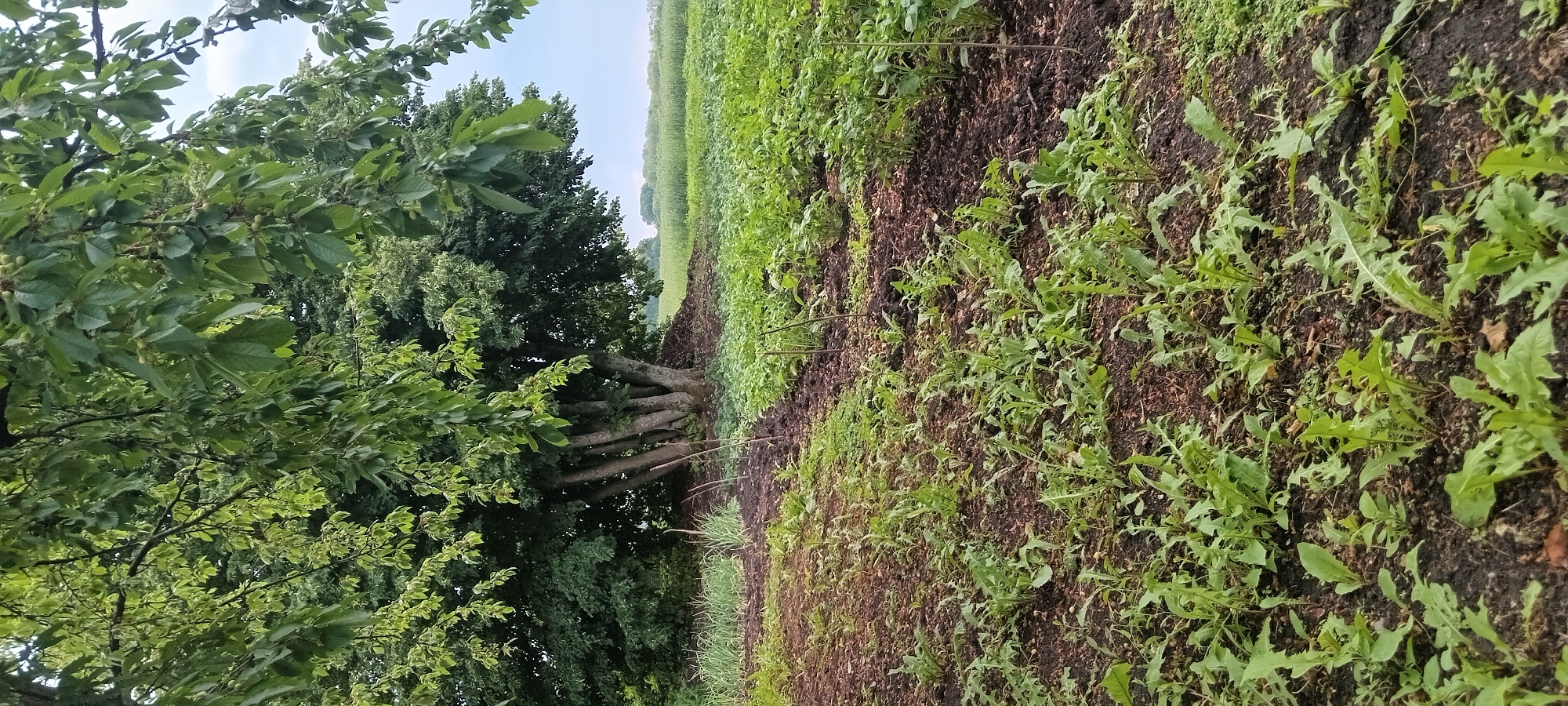 In Koviahy, Ukraine, a rural scene unfolds with a large, leafy tree dominating the left side of the frame. The tree's trunk is thick and appears to be composed of multiple fused stems. Beneath the tree, the ground is dark and loamy, with sparse green foliage and some areas of bare soil. Beyond the tree, a field of young green plants stretches towards the horizon under a pale sky. The foreground features rows of these young plants, interspersed with darker soil.