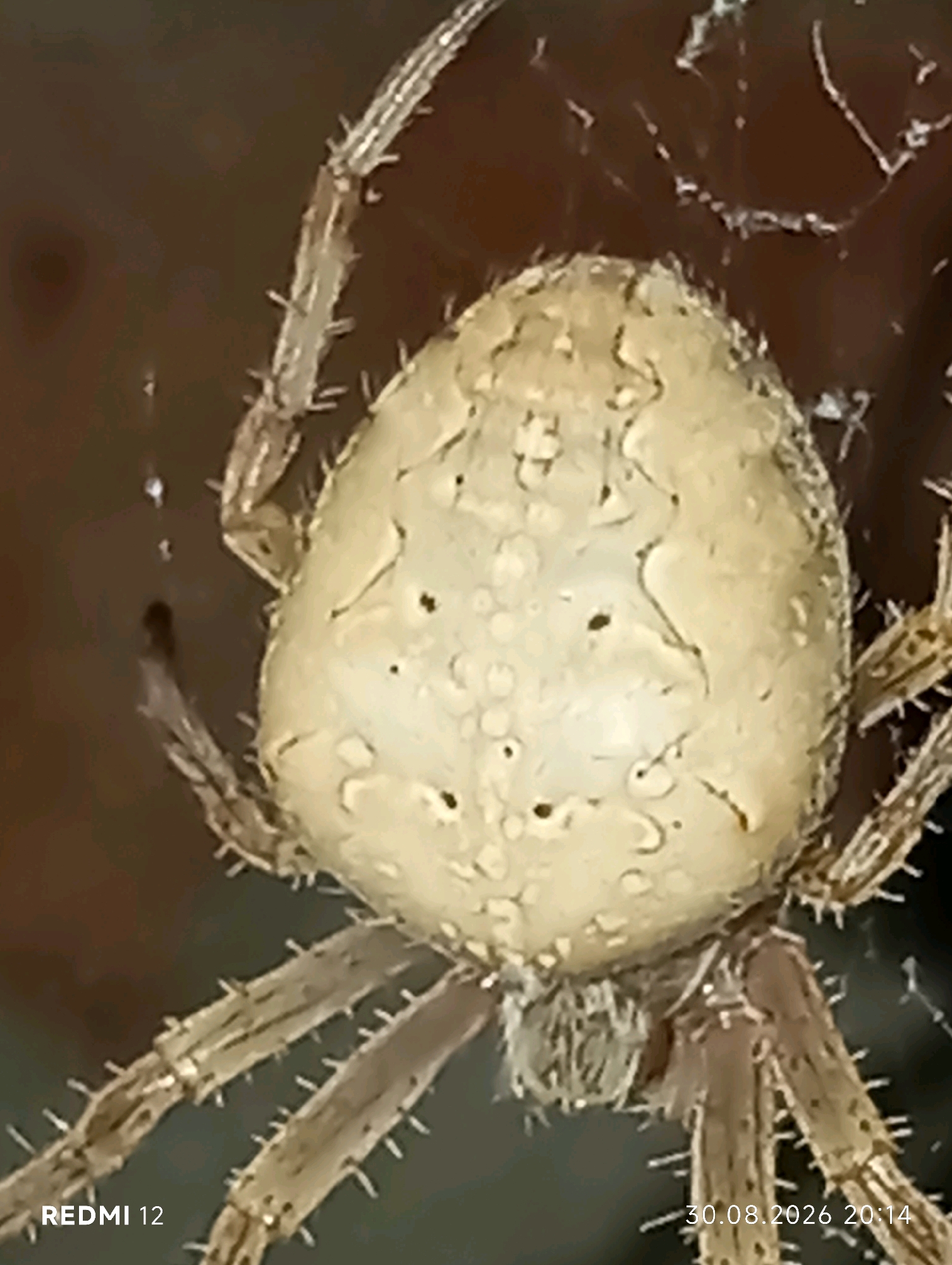 A close-up, overhead shot captures a light-colored spider with a bulbous abdomen. The spider's body is textured with raised bumps and scattered dark spots. Its legs, which are slender and segmented, are covered in fine hairs or spines. The background is a dark, mottled brown, suggesting a natural environment like soil or tree bark. The image includes a watermark in the bottom left corner reading "REDMI 12" and another in the bottom right corner displaying the date "30.08.2026 20:14". There is no indication of the city of Smila, Ukraine in the provided image or its crops.