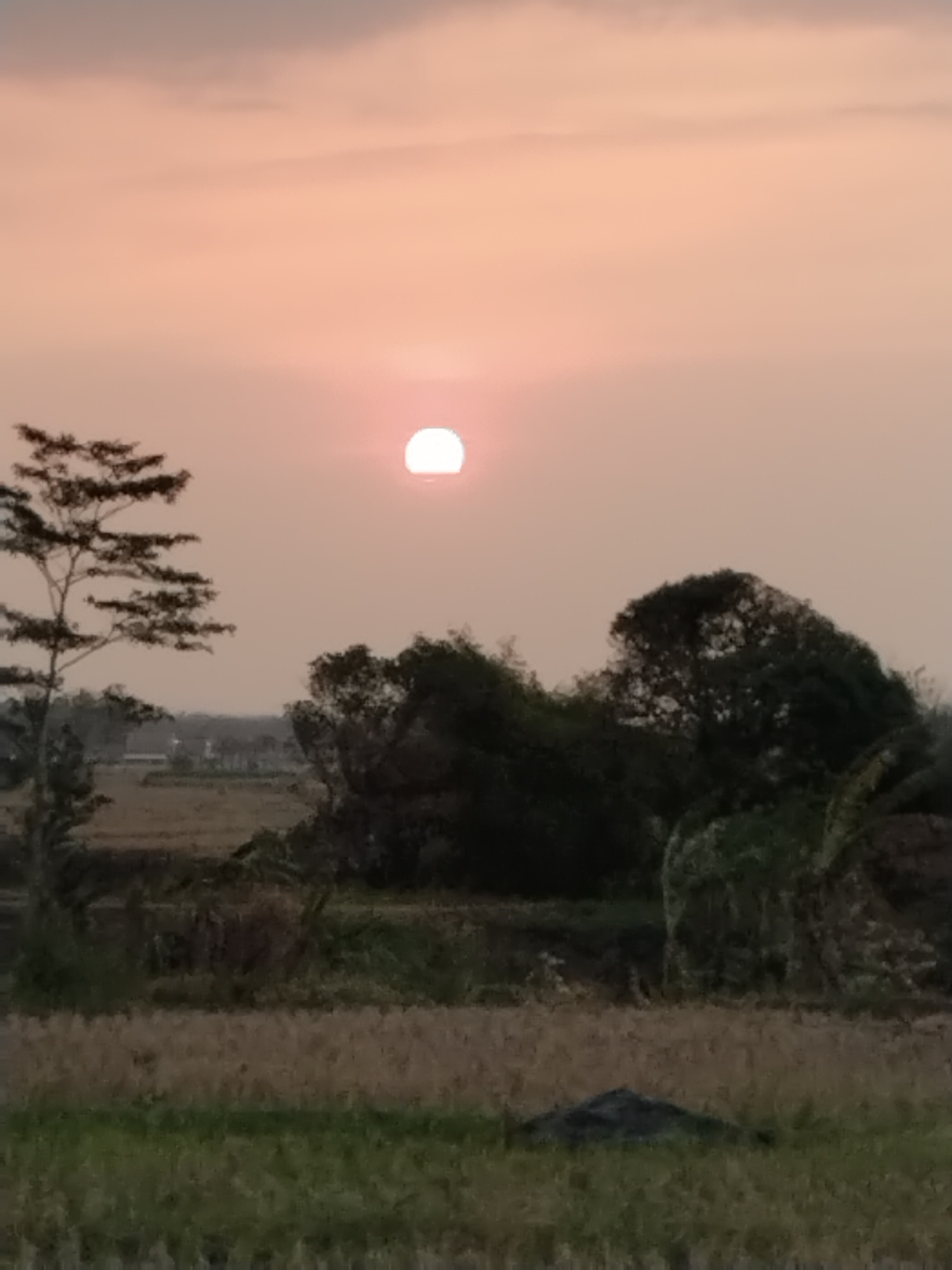 The image depicts a rural landscape during sunset in Jembayat, Indonesia. The sun, a bright white disc, is partially obscured by a pale orange haze in the upper central part of the sky. Silhouetted against the sky are trees, with one tall, thin tree on the left and a cluster of denser foliage on the right. In the middle ground, a field of dry straw or harvested crops is visible, interspersed with patches of green vegetation. The foreground consists of more green grass. In the distance, there are hints of buildings and more trees, suggesting a small village or settlement. The overall impression is one of a tranquil, pastoral scene at the end of the day.