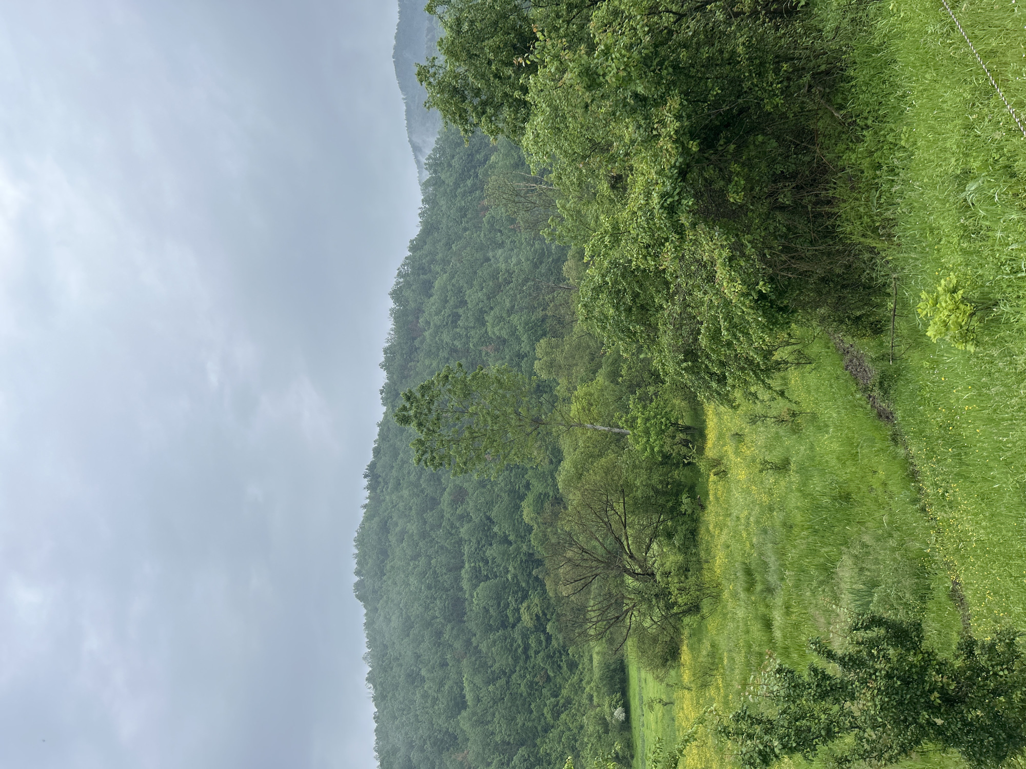 The image depicts a verdant, hilly landscape under an overcast sky. The left side of the frame is dominated by a tree-covered slope, densely packed with various shades of green foliage. Mist or low-hanging clouds obscure the upper reaches of the slope.
To the right of the wooded slope is a field of tall grass dotted with small yellow wildflowers. A path or trail is visible through the grass, running parallel to the slope. A fence line is barely noticeable in the upper right corner.
The overall scene suggests a rural or natural environment on a cloudy or rainy day. The location appears to be outside a city.