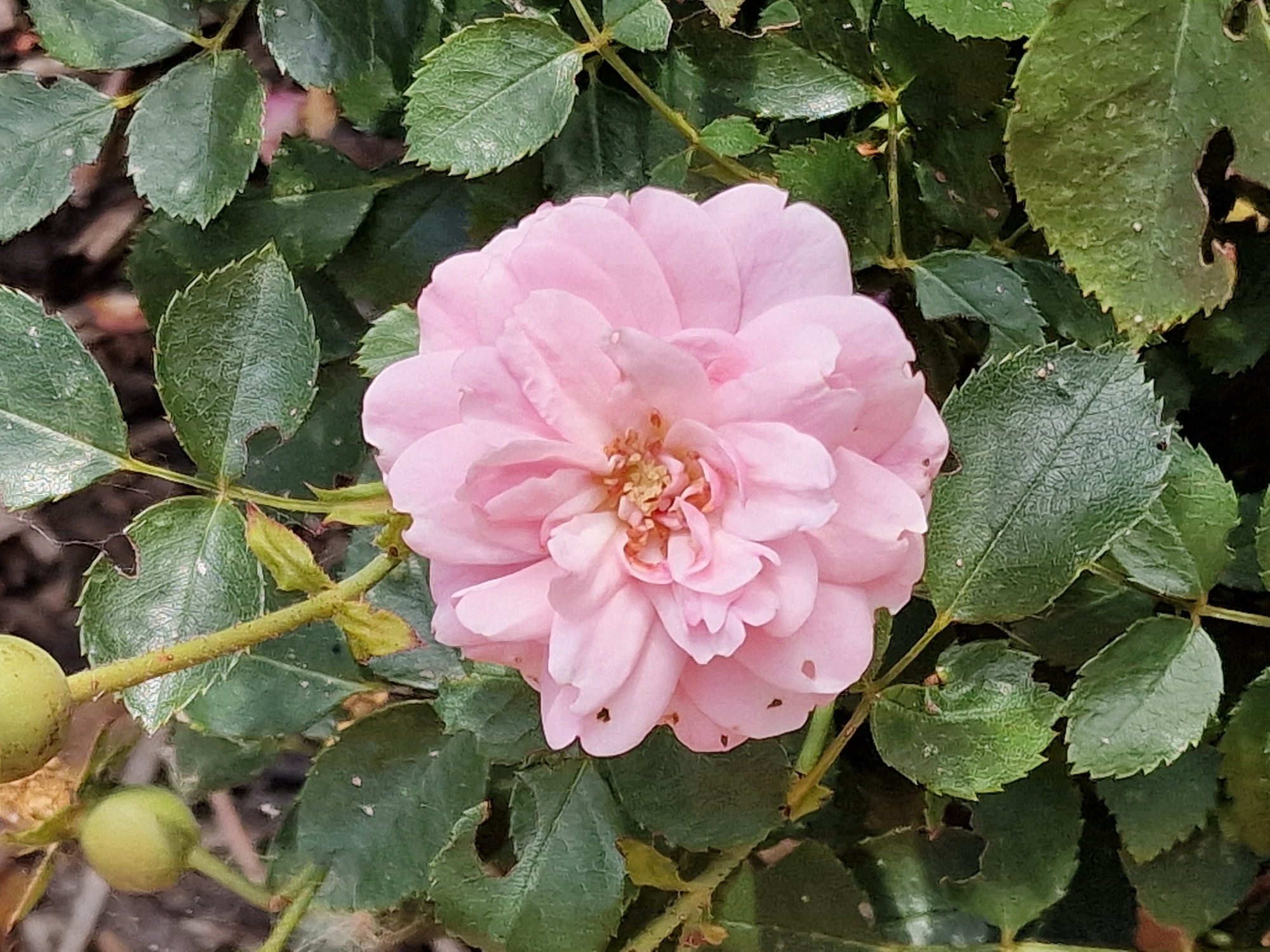 A close-up, eye-level, overhead shot features a delicate pink rose bloom surrounded by lush green foliage. The rose, positioned centrally, displays multiple layers of soft pink petals, some exhibiting a slightly ruffled texture. The bloom is slightly turned, revealing its intricate inner structure with hints of yellow and brown at its core. Surrounding the rose are numerous green leaves, varying in size and shape, some with serrated edges. These leaves exhibit a slightly textured surface and appear to be healthy. The stems are thin and green, with a few small, unripe green rose hips visible in the upper left portion of the frame, one appearing elongated and the other more rounded. The background is a soft blur of muted greens and browns, suggesting a natural outdoor setting. The lighting is soft, casting gentle shadows that highlight the petal and leaf textures. The image was taken in the city of Canterbury, United Kingdom, likely in a garden or park setting, given the presence of a cultivated rose plant.