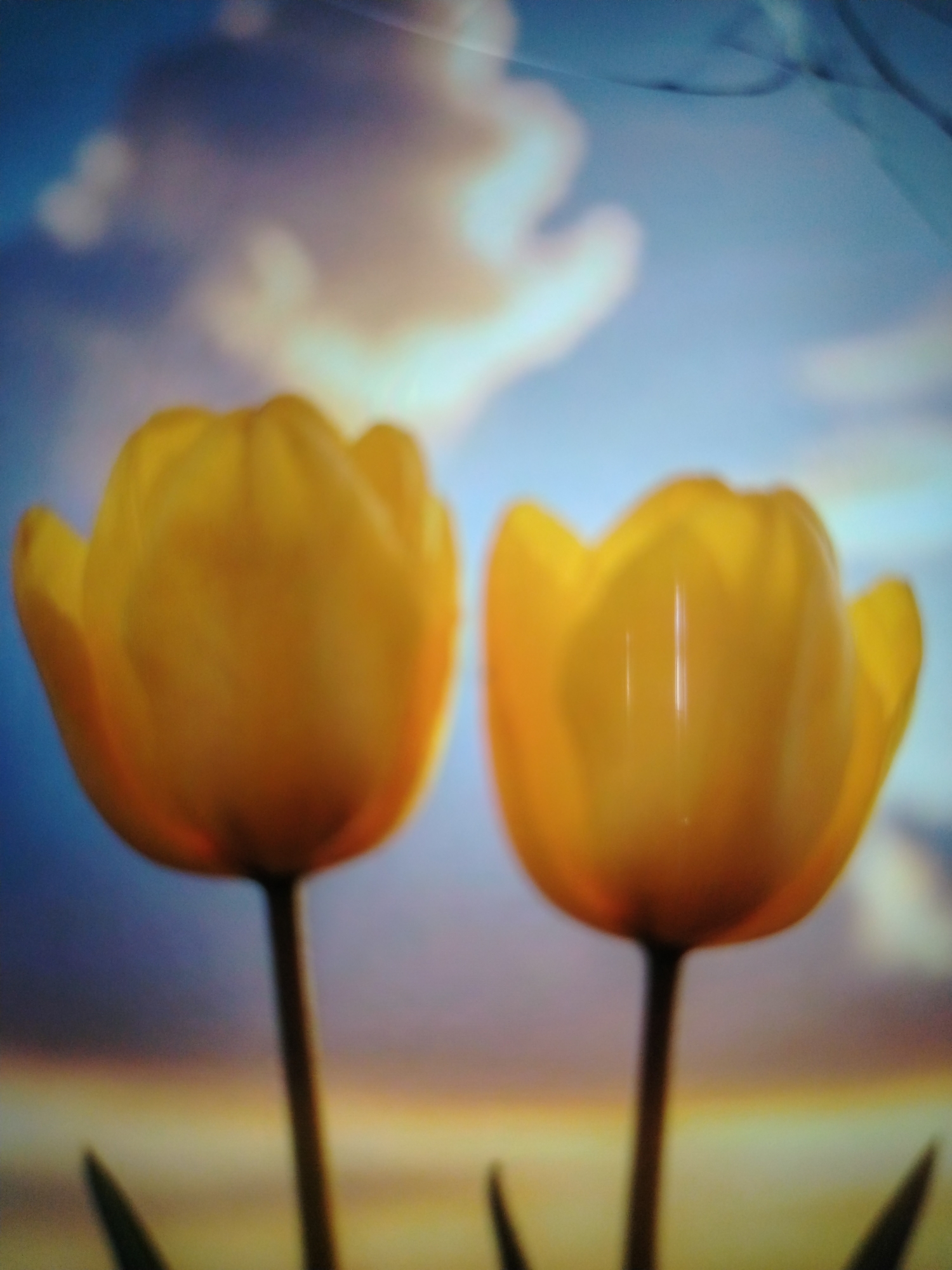 The image displays two yellow tulips in the foreground against a blurred background of sky and clouds. The tulips are the primary subjects, with their petals gently unfurling. The background is abstract, suggesting an outdoor setting, possibly a garden or park. The lighting appears soft, highlighting the smooth texture of the tulip petals. There is no indication of the specific location within Qorowul, Uzbekistan.