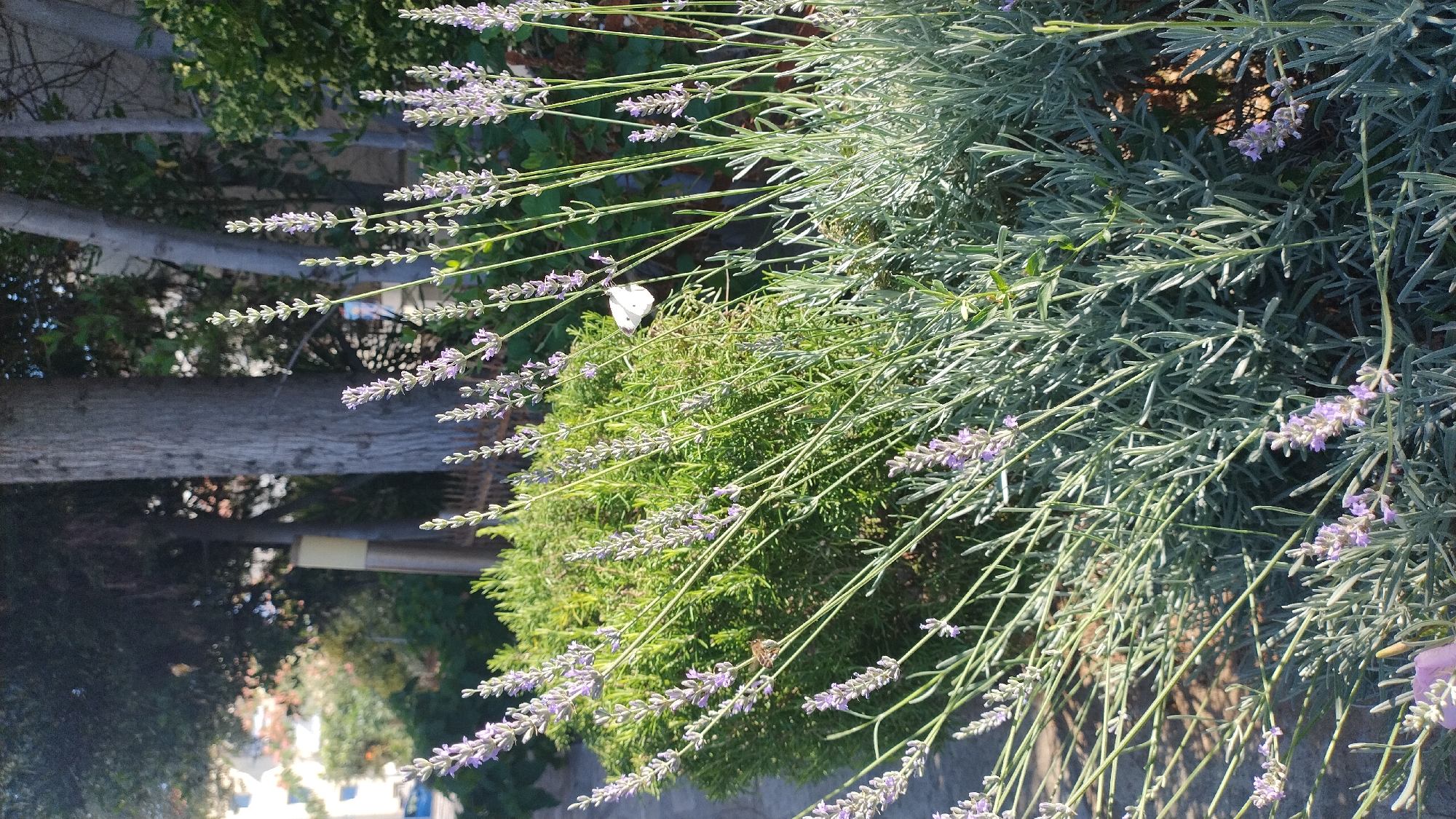 In Perea, Greece, a close-up shot captures lavender plants in bloom, their delicate purple flowers reaching towards the sunlight. The soft, muted tones of the lavender contrast with the lush green of a nearby hedge. In the background, the rough texture of a tree trunk and the cool grey of a stone pathway suggest a naturalistic urban setting. A white butterfly, a small, delicate creature, is perched on one of the lavender stalks, its wings spread wide. Another small insect, possibly a bee, is also visible on a lavender stalk. The scene is bathed in the warm glow of natural light, hinting at a peaceful, serene moment.