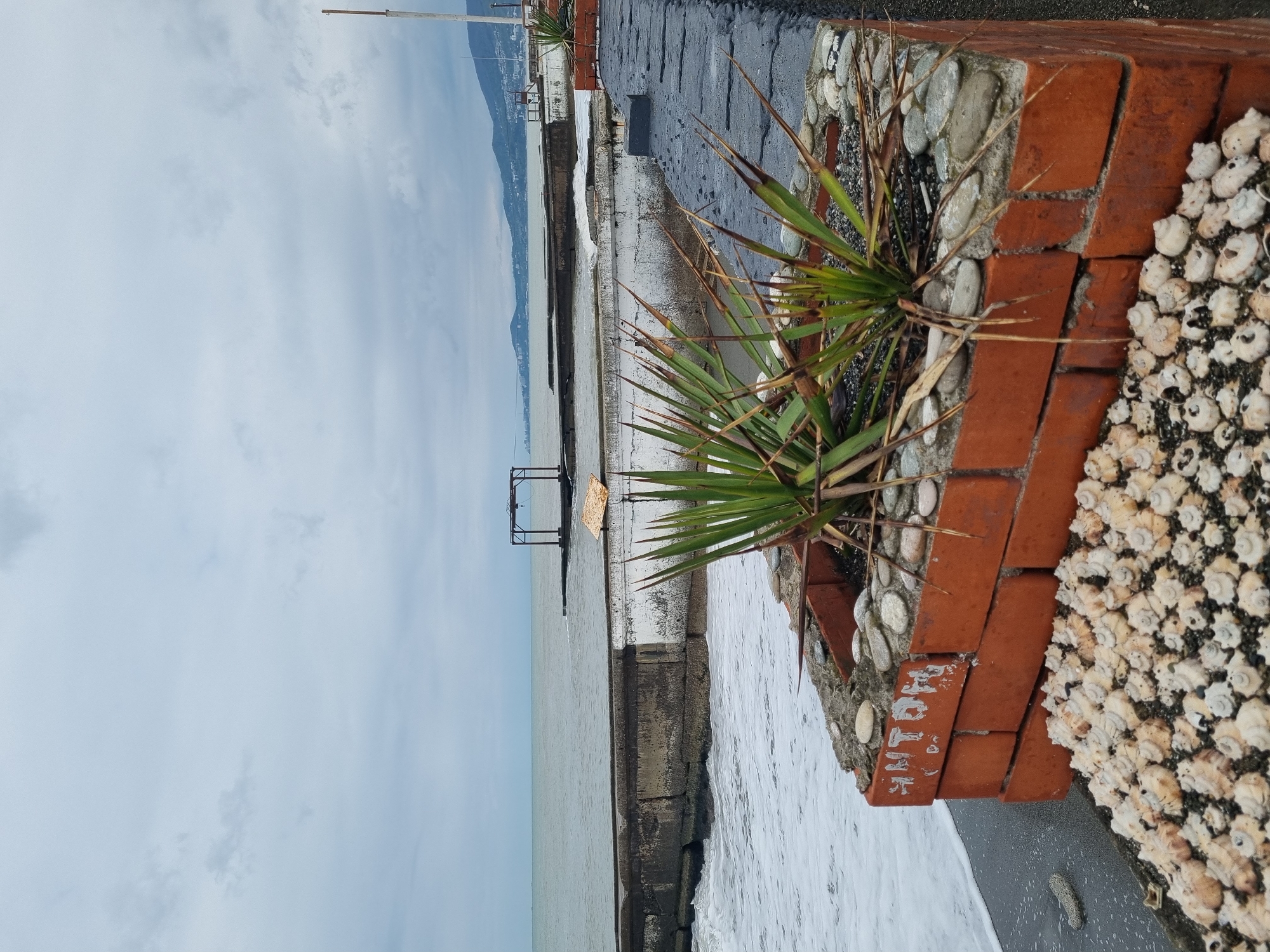 The image depicts a view of the Black Sea from a coastal embankment in Sochi, Russia. In the foreground, there is a brick planter containing a yucca plant. The edge of the planter is covered in small, white barnacle shells. Beyond the planter, a concrete embankment stretches along the coastline, with waves washing against it. Further out, there is a metal structure in the water. The sea extends to the horizon, where the outlines of the Caucasus Mountains are visible. The sky is overcast with light clouds.