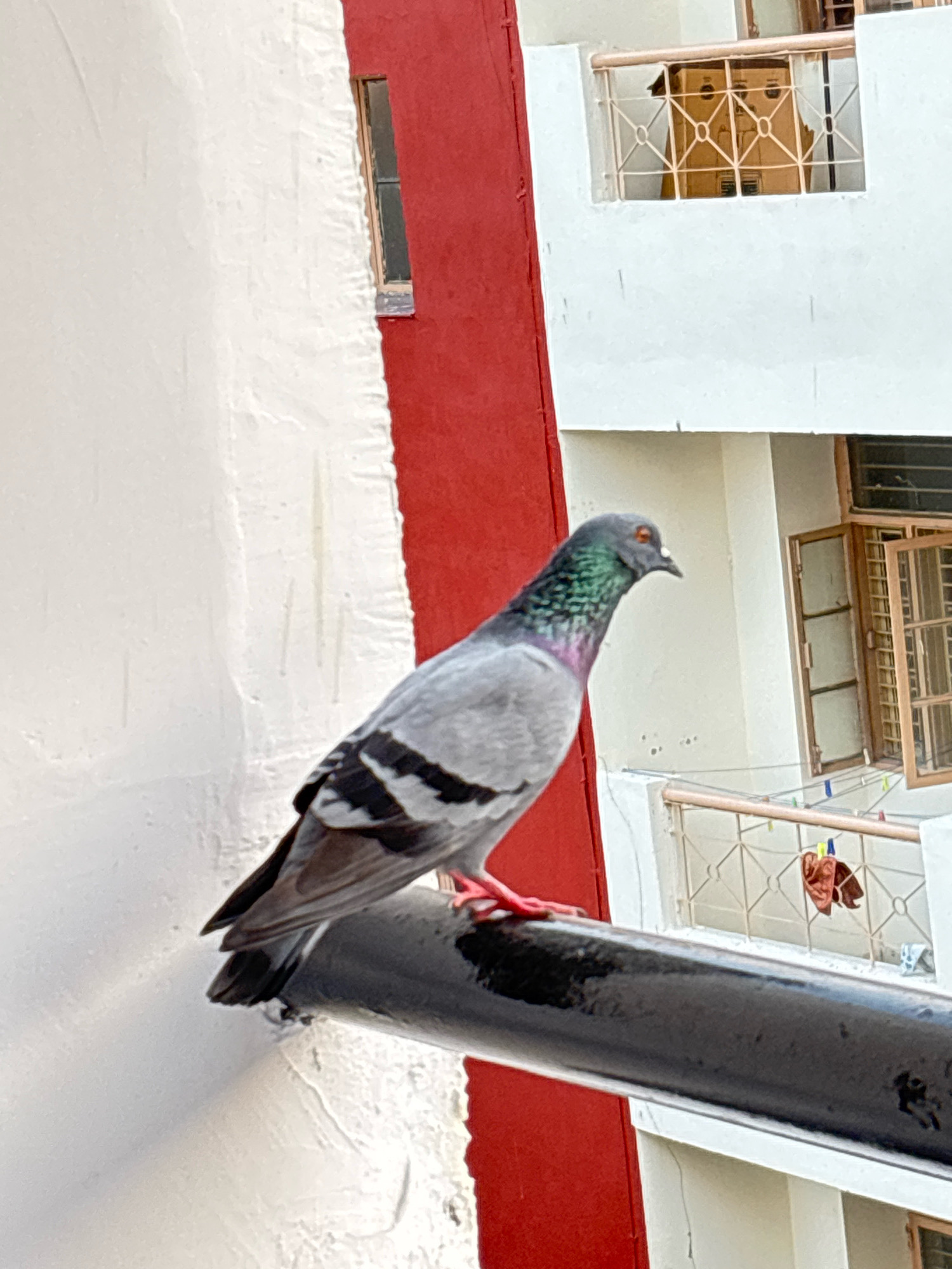 A pigeon perches on a black metal railing against a white wall with a red stripe. The pigeon is facing right and has gray, black, and iridescent green and purple feathers. In the background, a white building with railings and windows is visible. Clothes hang on a clothesline in the background. The scene is outdoors, possibly in a residential area.