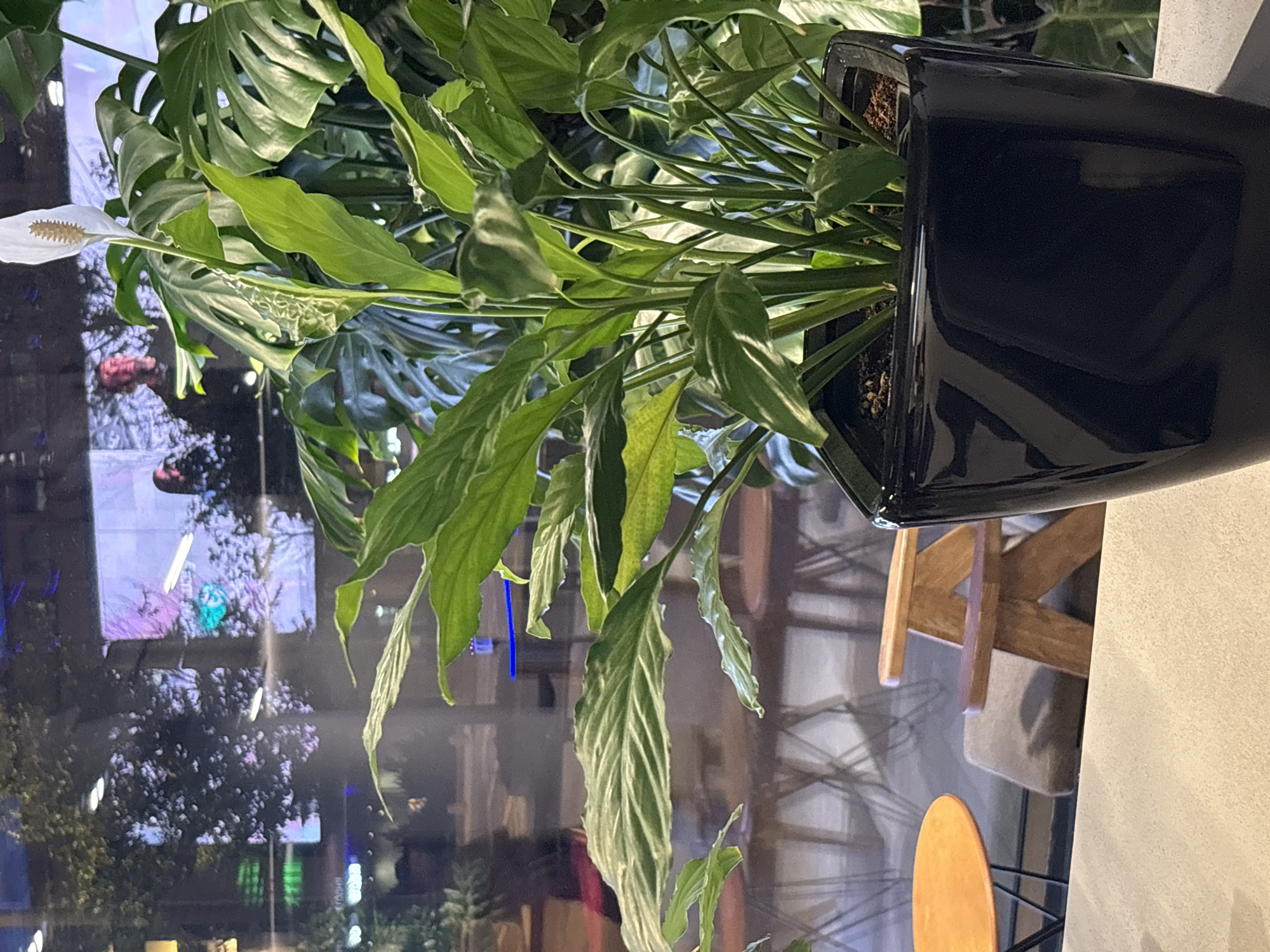 A peace lily plant in a black ceramic pot sits on a light gray surface, likely a table or counter. The plant has large green leaves and a single white spathe with a spadix. Behind the plant, a window or glass partition reflects a scene from outside. The reflection shows trees, neon signs, and people inside a building. To the left of the peace lily, an orange circular table with thin black legs is visible. Further back, two wooden chairs with beige cushions are present. The overall impression is of an indoor plant in a cafe or similar establishment. The background elements, such as the neon signs and architecture, suggest an urban environment. The specific location in Moscow, Russia, cannot be determined from the visual information alone.