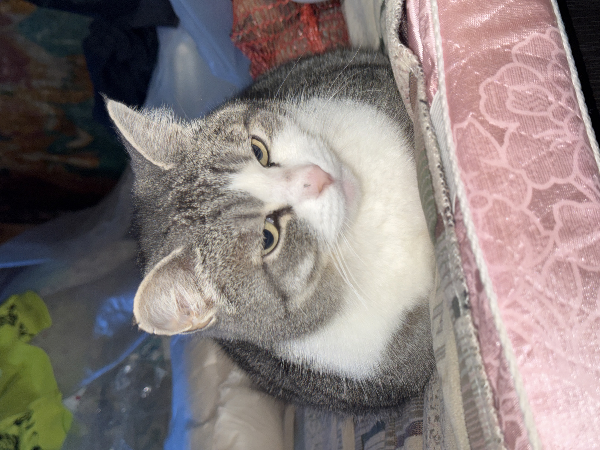 A gray and white tabby cat is nestled next to a pink floral cushion. The cat is looking up and to the left. The background contains various objects, including what appear to be clothes, bags, and fabric. The city of Chastyye, Russia, is not discernible from the image.