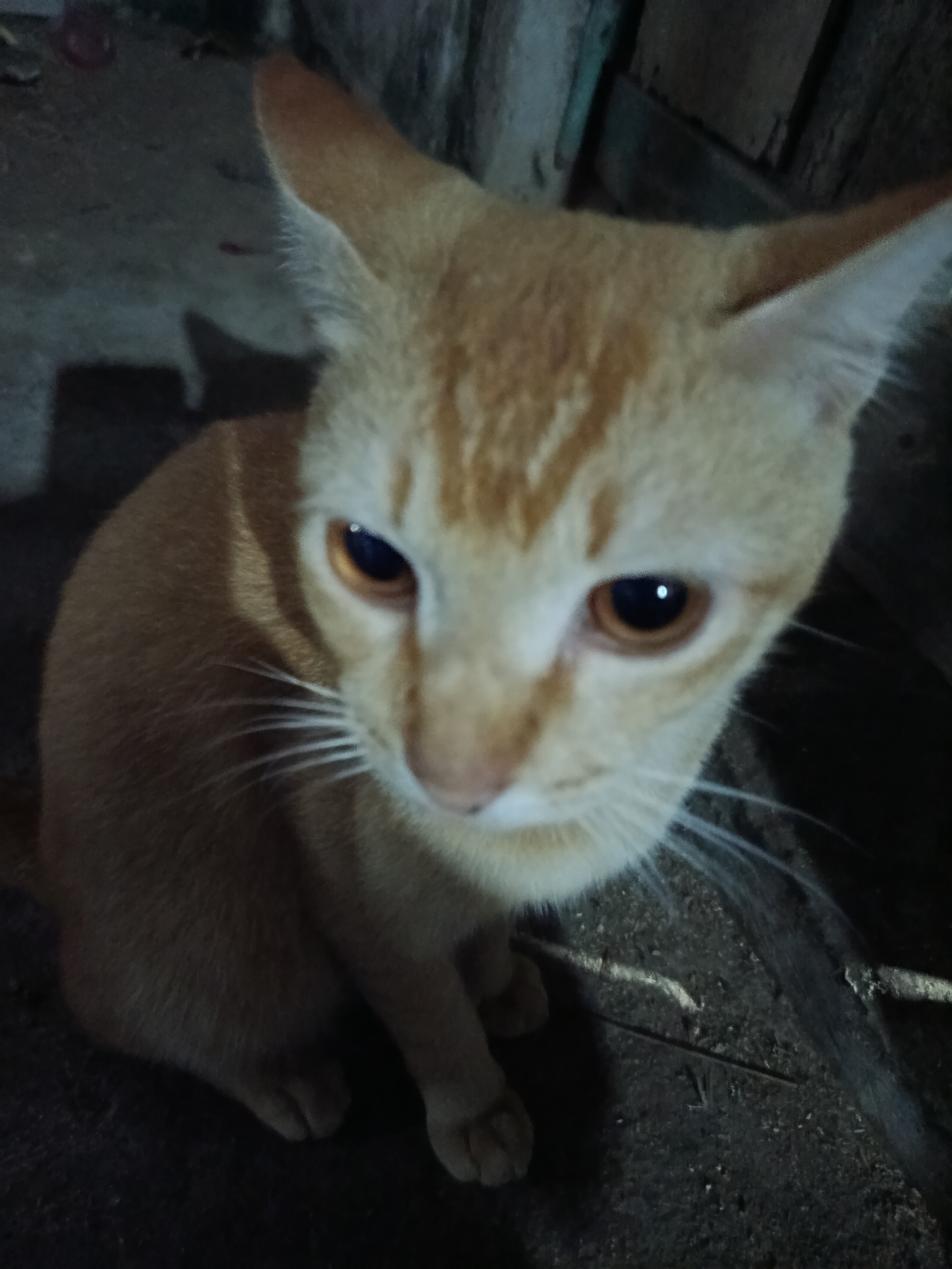 An orange tabby cat with large, expressive amber eyes is the sole subject of this close-up, low-light photograph. The cat is positioned in the foreground, facing slightly to the left and looking downwards, with its head tilted. Its fur is short and appears to be a mix of orange and lighter shades, with subtle tabby markings visible on its forehead and around its eyes. The cat's whiskers are prominent, fanning out from its muzzle. Its paws are tucked beneath its body, with only the tips visible in the lower portion of the frame. The background is dark and appears to be an outdoor or semi-outdoor environment, with rough, textured ground that looks like dirt or concrete. To the right of the cat, a weathered wooden structure is partially visible, suggesting a rustic or unkempt setting. The lighting is dim, casting shadows and highlighting the cat's features, particularly its eyes and the texture of its fur. The overall impression is one of a domestic animal in a humble, possibly rural, environment. This image was captured in Pacarmulyo, Indonesia.