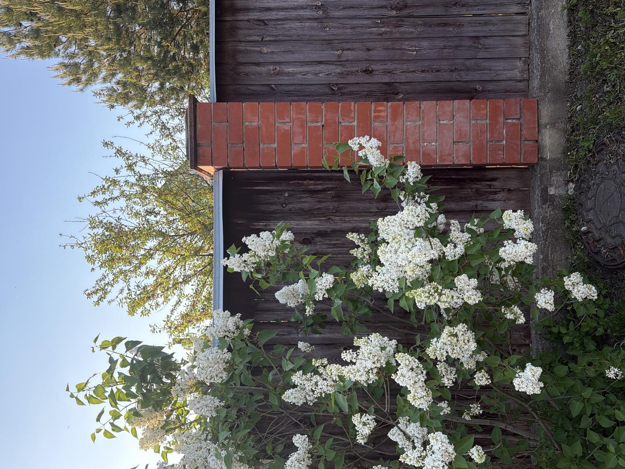 The image presents a section of an exterior setting. A weathered, dark brown wooden fence serves as the backdrop, punctuated by a horizontal row of red bricks that add a break in the wood's texture. In the foreground, a blossoming white lilac bush is prominently displayed, its green leaves and clusters of white flowers contrasting with the darker tones of the fence. Behind the fence, glimpses of trees with green foliage are visible, indicating an area with vegetation. The sky is clear blue. To the right of the fence, there is a concrete surface with some vegetation growing along its edge, suggesting a ground-level view. The location is likely a residential area due to the presence of the fence and vegetation, but the specific city or region is not discernible from the image.