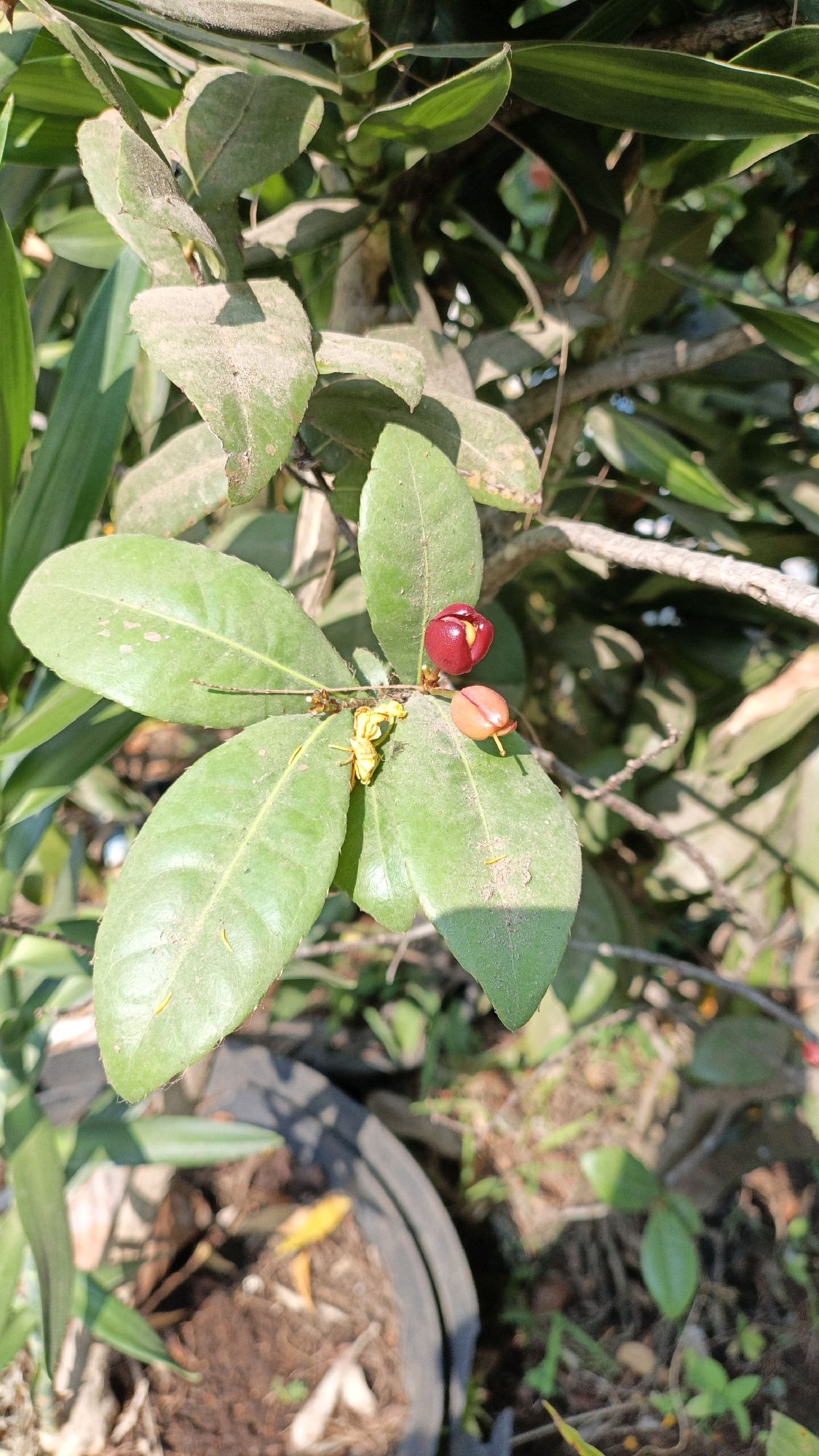 A close-up shot showcases a branch of a plant with glossy green leaves, some of which are dusty. Two small fruits are visible on the branch: one is a deep red berry with a partially open calyx, and the other is an oval, reddish-brown fruit with a slight sheen. Tiny yellow flowers are also present, along with a small insect, possibly a bee or a wasp, in the center. The background is a blur of greenery, with sunlight dappling the leaves, suggesting an outdoor setting. The bottom portion of the image reveals the edge of a dark planter pot containing soil and dry leaves, hinting at an urban garden or a cultivated plant in Cikal, Indonesia.