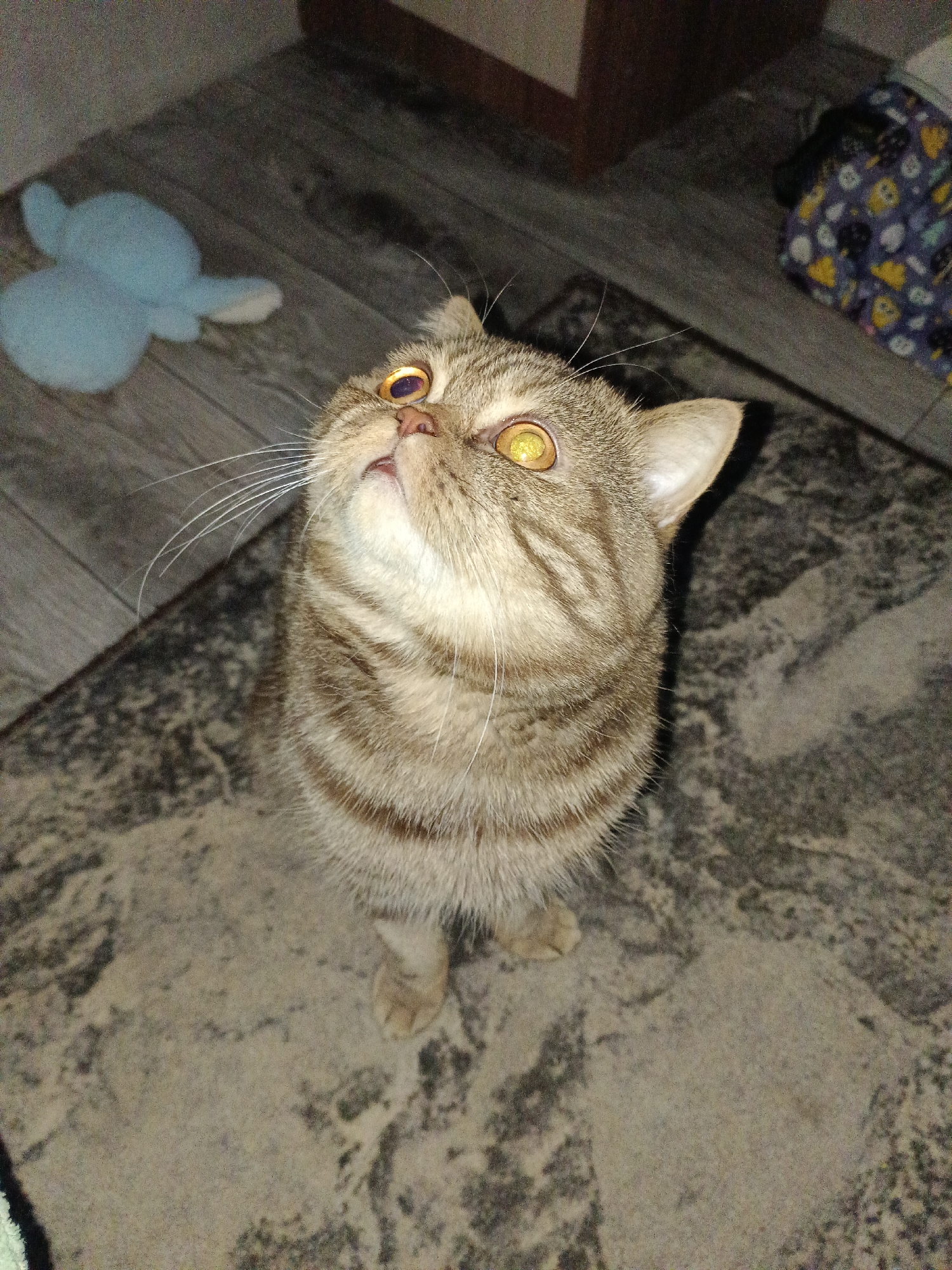 A tan tabby cat with gold eyes is sitting on a tan and gray patterned carpet, looking up and slightly to the left. The cat has a short face and rounded ears. The background includes a blue stuffed animal on a wood-look floor in the upper left, a brown cabinet above, and a patterned bag in the upper right. The photograph was taken indoors in Chaikovsky, Russia.