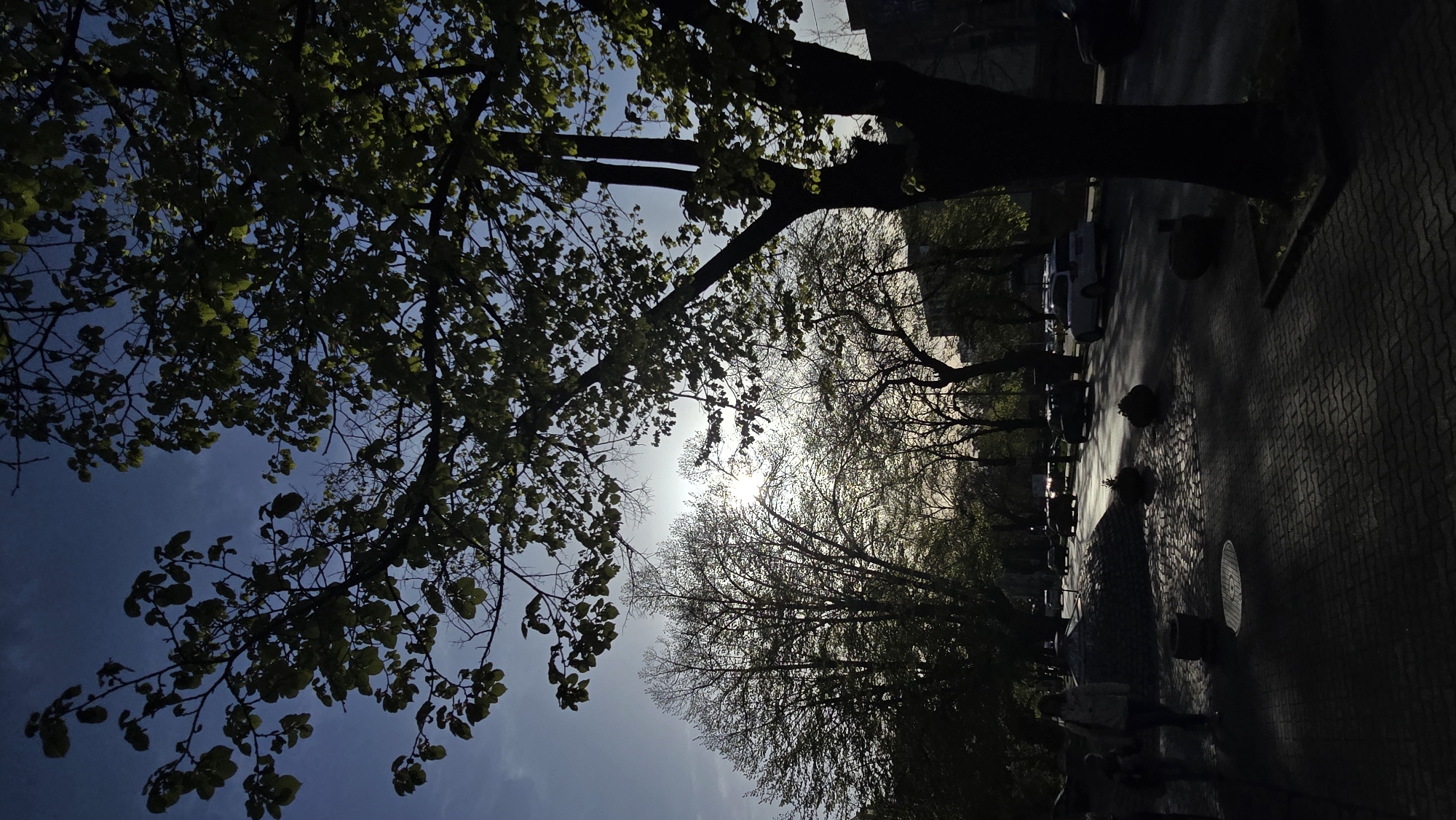 The image displays a sun-drenched street scene in Stara Zagora, Bulgaria, captured with strong backlighting. The time of day appears to be either early morning or late afternoon, as the sun is low in the sky, casting long shadows and creating a vibrant glare.
In the foreground, a tree with green leaves is prominently featured on the left, its foliage and branches largely silhouetted against a bright blue sky with faint clouds. Towards the center, the intense sunlight pierces through the delicate, bare branches of another tree, creating a bright starburst effect.
To the right, a patterned paved sidewalk stretches into the distance, next to a street lined with parked cars, which appear as dark silhouettes due to the harsh lighting. A circular manhole cover is visible on the sidewalk in the lower right portion of the image. A person is seen walking on the sidewalk, also largely silhouetted by the light. Several other dark, indistinct objects, possibly planters or street furniture, are scattered along the sidewalk. The scene conveys a sense of a peaceful urban environment bathed in dramatic natural light. No visible text is present in the image.