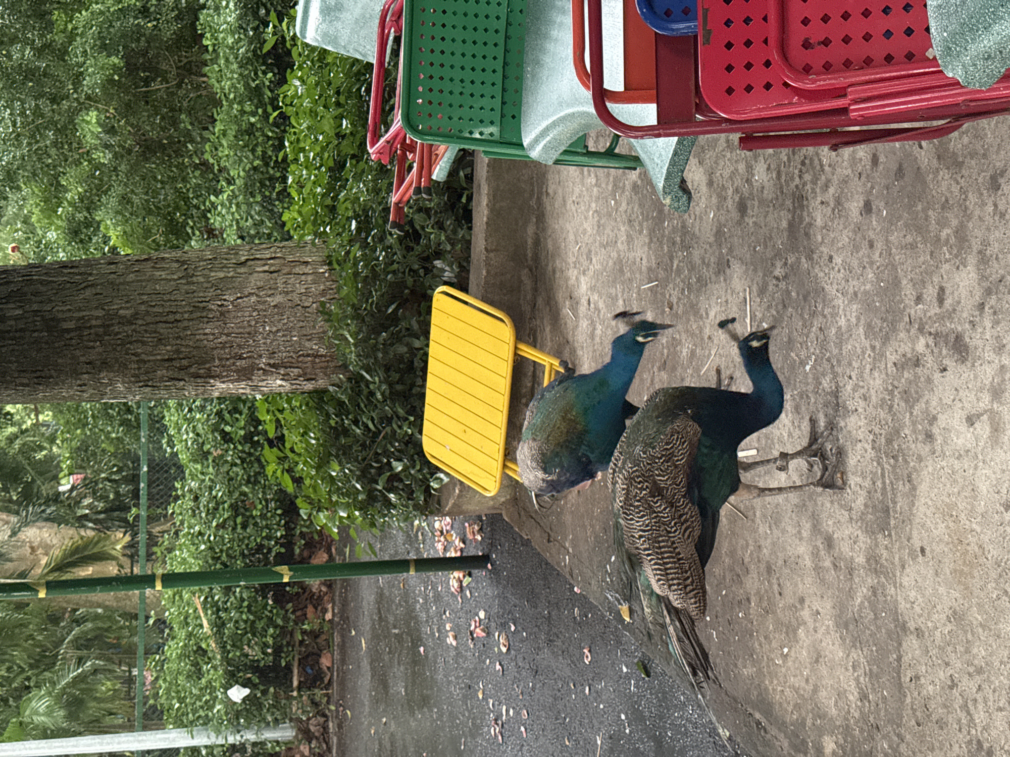 Two peacocks are on a paved surface near a yellow table and several brightly colored chairs. The peacocks are facing each other, with their heads down as if foraging or interacting. One peacock is closer to the viewer and its patterned back is visible, while the other is further away and its iridescent blue-green neck is prominent. The environment appears to be outdoors, with trees and dense green foliage in the background. The ground is concrete, with some scattered leaves and debris. There is a green pole with yellow markings in the mid-ground.