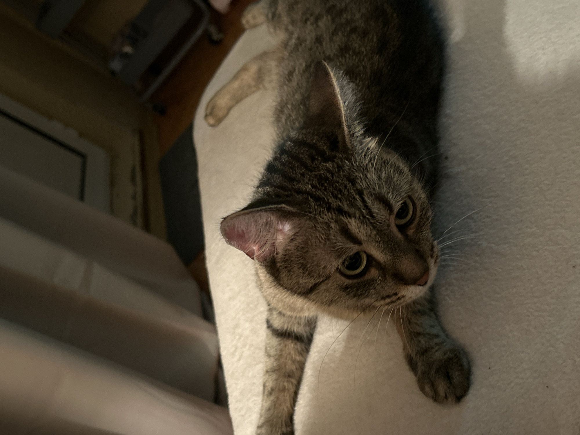 A tabby cat is lying on a soft, light-colored blanket. The cat is positioned on its side, with its head turned towards the camera. Its eyes are open, and it appears to be relaxed. The background shows a dimly lit room with a curtain on the left and a shelf with items on the right. The overall setting suggests an indoor environment, possibly a home. There is no information to determine the location in the city of Sofia, Bulgaria.
