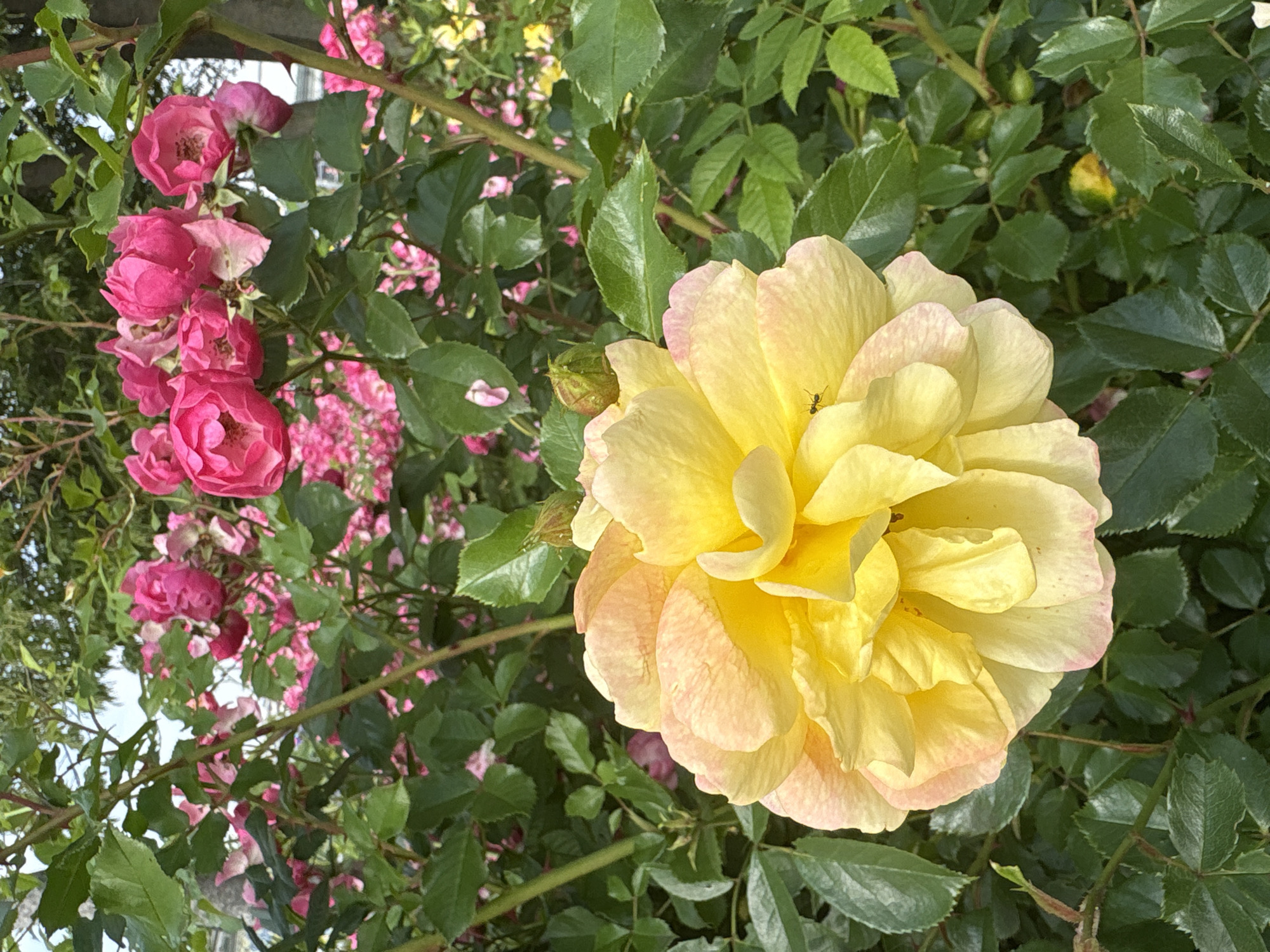 In Krakow, Poland, a close-up shot captures a vibrant yellow rose with hints of pink on its petals, blooming amidst lush green foliage. The rose is the central subject, its intricate layers of petals unfurling to reveal a delicate beauty. In the background, a dense thicket of bright pink roses creates a soft, colorful backdrop, suggesting a garden or park setting. The lighting is natural, casting soft shadows that highlight the textures of the petals and leaves. A tiny black ant is visible on one of the yellow petals, adding a subtle detail of life to the botanical scene. The overall impression is one of natural splendor and a peaceful, outdoor environment.