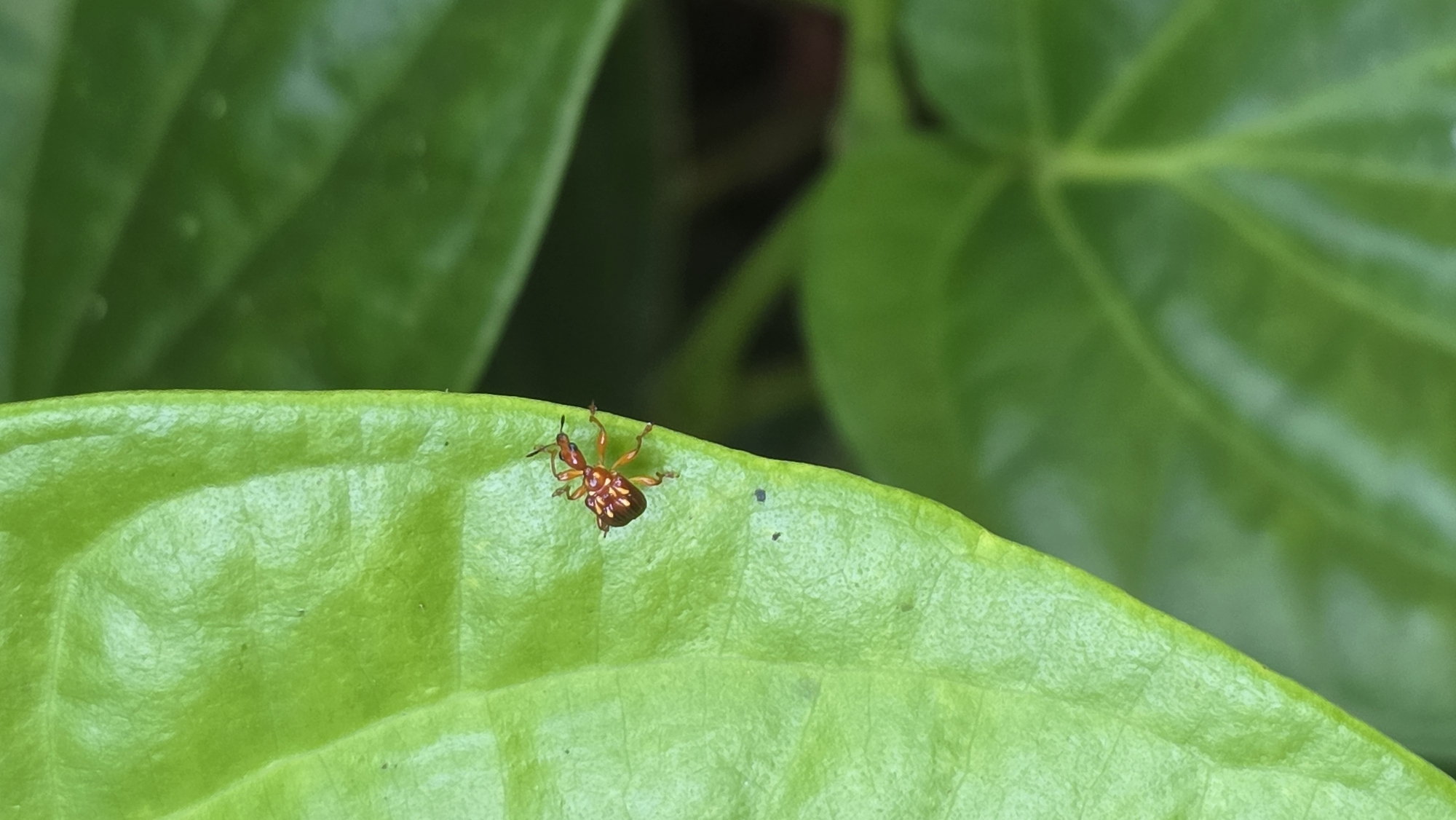 A small, reddish-brown insect is on a bright green leaf. The insect is on the left edge of the leaf. Other green leaves are in the background. The location is Lhokseumawe, Indonesia.