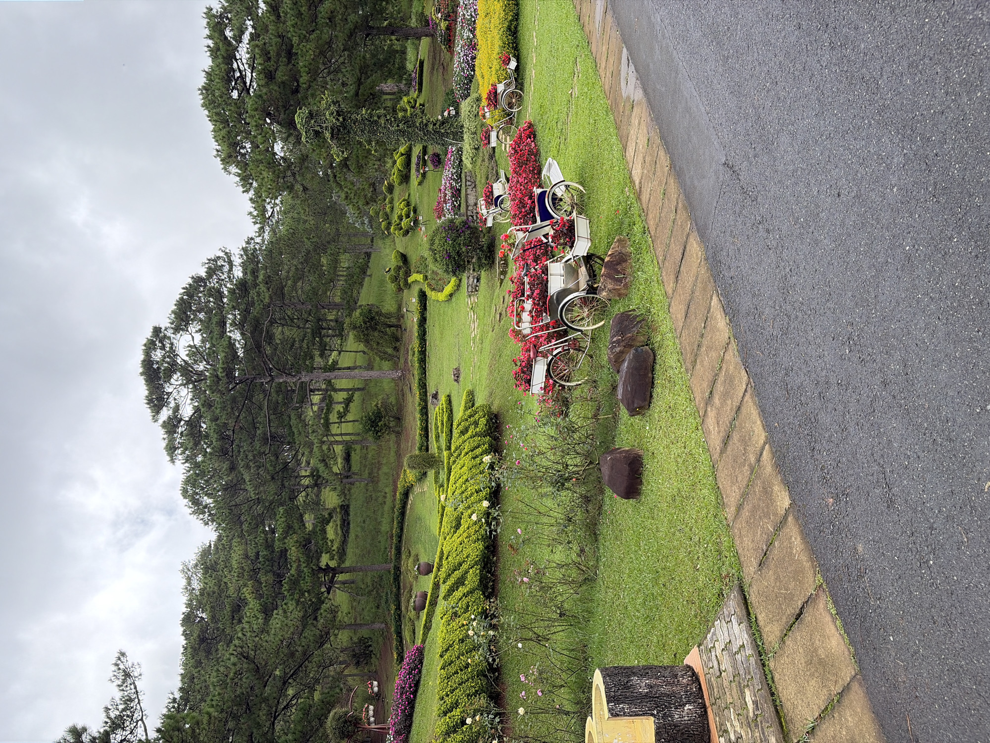 The image depicts a picturesque garden scene in Lam Vien - Da Lat, Vietnam. The foreground features a paved pathway bordering a lush green lawn. Several large, dark brown rocks are scattered on the grass. To the left, a decorative log with a yellow opening stands.
The middle ground is dominated by a meticulously landscaped garden. Rows of vibrant red flowers adorn the baskets of several vintage bicycles, which are placed on the lawn. Further back, a curved hedge separates different sections of the garden, creating a layered effect. Colorful flowers, primarily in shades of pink and yellow, are planted in abundance, forming a visually striking display.
The background is characterized by a dense forest of pine trees covering a gentle slope. The sky is overcast, contributing to a soft, diffused light. The overall impression is one of a serene and beautifully maintained garden designed for aesthetic appeal and relaxation.