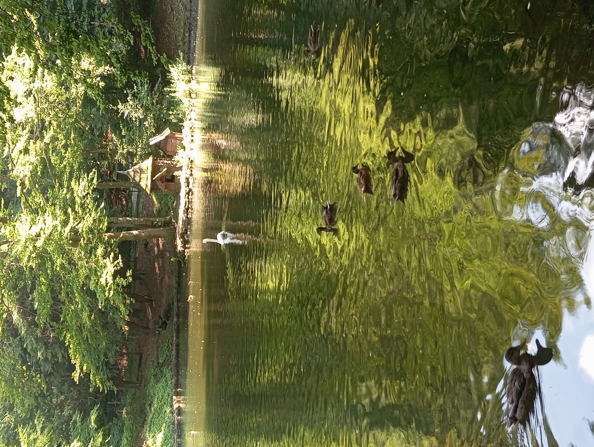 The image depicts a serene pond in Krynica-Zdrój, Poland, bordered by lush green trees. On the water's surface, several ducks are swimming, with one white swan visible in the background. The sunlight filters through the trees, casting dappled reflections on the water. In the distance, nestled among the trees on the bank, is a small, quaint wooden structure resembling a fairy-tale house or a miniature gazebo. The scene evokes a sense of tranquility and natural beauty, characteristic of a park or garden setting.