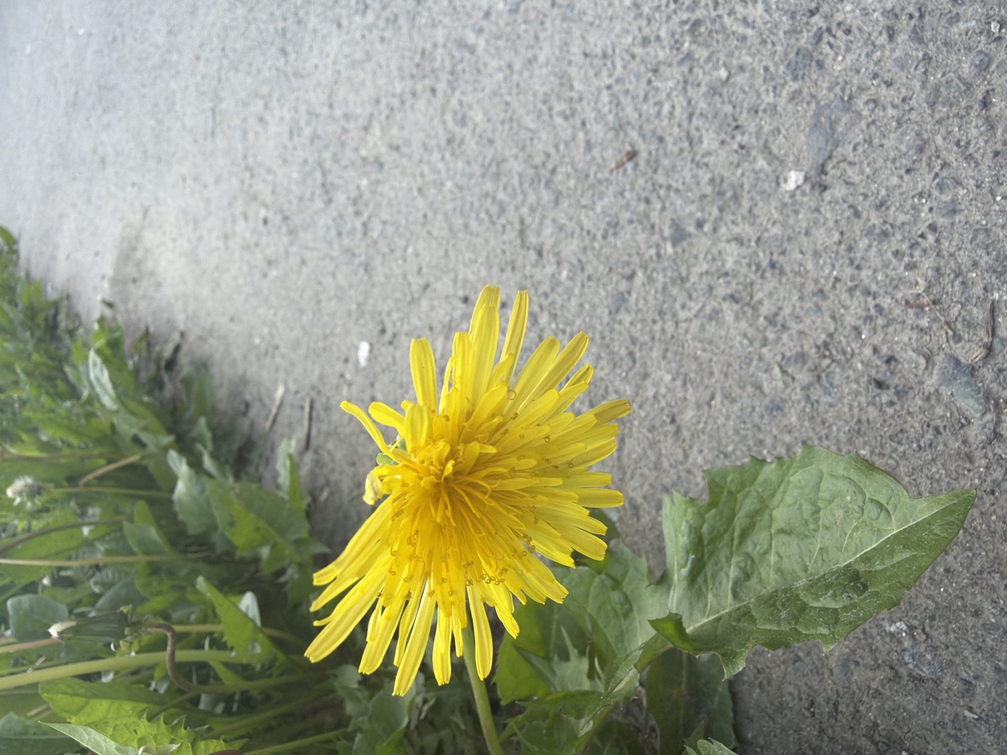 A close-up, eye-level shot captures a vibrant yellow dandelion flower growing on the edge of a gray, textured surface, likely pavement or concrete. The dandelion's bright yellow petals are fully open, with a dense cluster of shorter petals forming its center. Below and to the left of the flower, a cluster of green dandelion leaves and stems are visible, with their distinctive serrated edges. Some of these leaves extend into the lower left corner of the frame, showing signs of growth and natural texture. The background consists primarily of the uniform gray, granular surface, which appears to be ground or asphalt, suggesting the plant is growing in a crack or alongside a pathway. The lighting is bright and even, indicating daytime conditions, possibly sunny, and there are no discernible shadows that would suggest a specific time of day beyond broad daylight. No people, animals, or visible text are present in the image. The focus is sharp on the flower, highlighting its intricate details.
