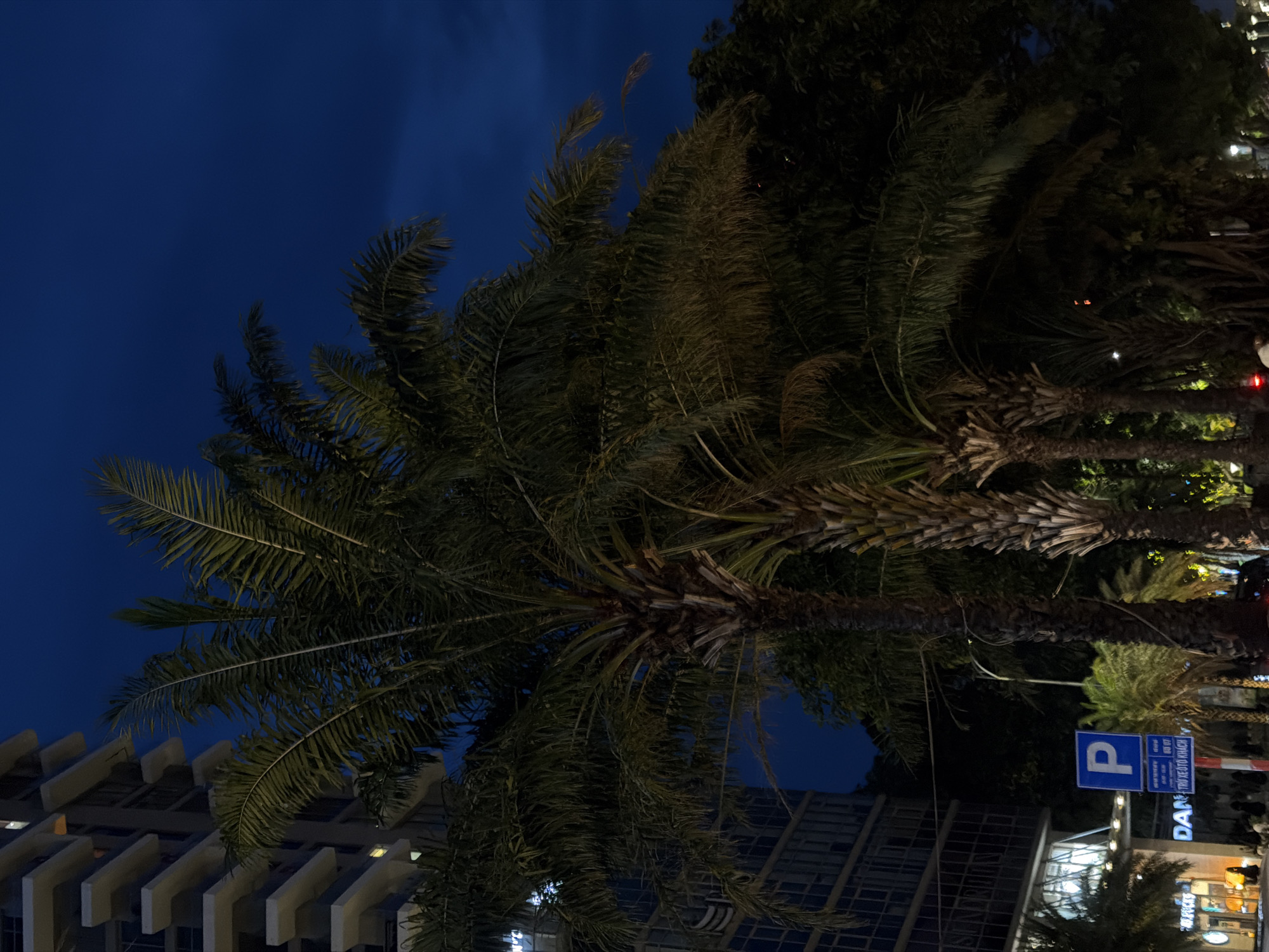 The image captures a street scene in Đà Nẵng, Vietnam, at dusk or night. In the foreground, several palm trees with distinctive rough trunks and fronds dominate the frame. To the left, a modern, multi-story building with balconies is visible, its windows illuminated. A blue and white parking sign is prominently displayed near the building, indicating parking is available and providing information in Vietnamese. Streetlights and lights from businesses cast a warm glow on the pavement and some of the vegetation. Pedestrians are present on the sidewalk, some appearing to be walking or gathered. The sky above is a deep blue, suggesting late evening or a clear night. The overall impression is a vibrant urban environment in Vietnam, characterized by its blend of modern architecture and tropical flora.
